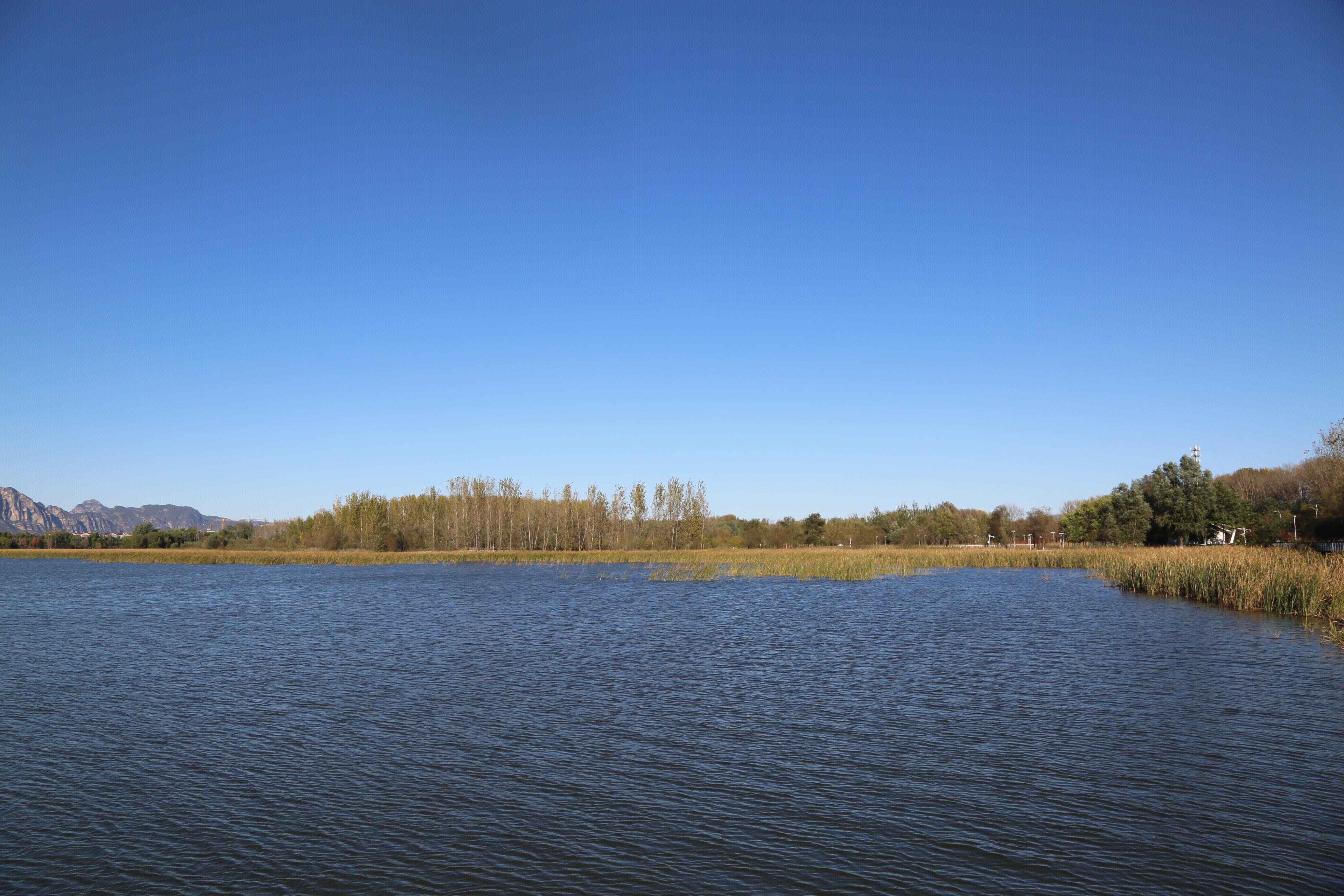 妫水河 秋景 芦苇
