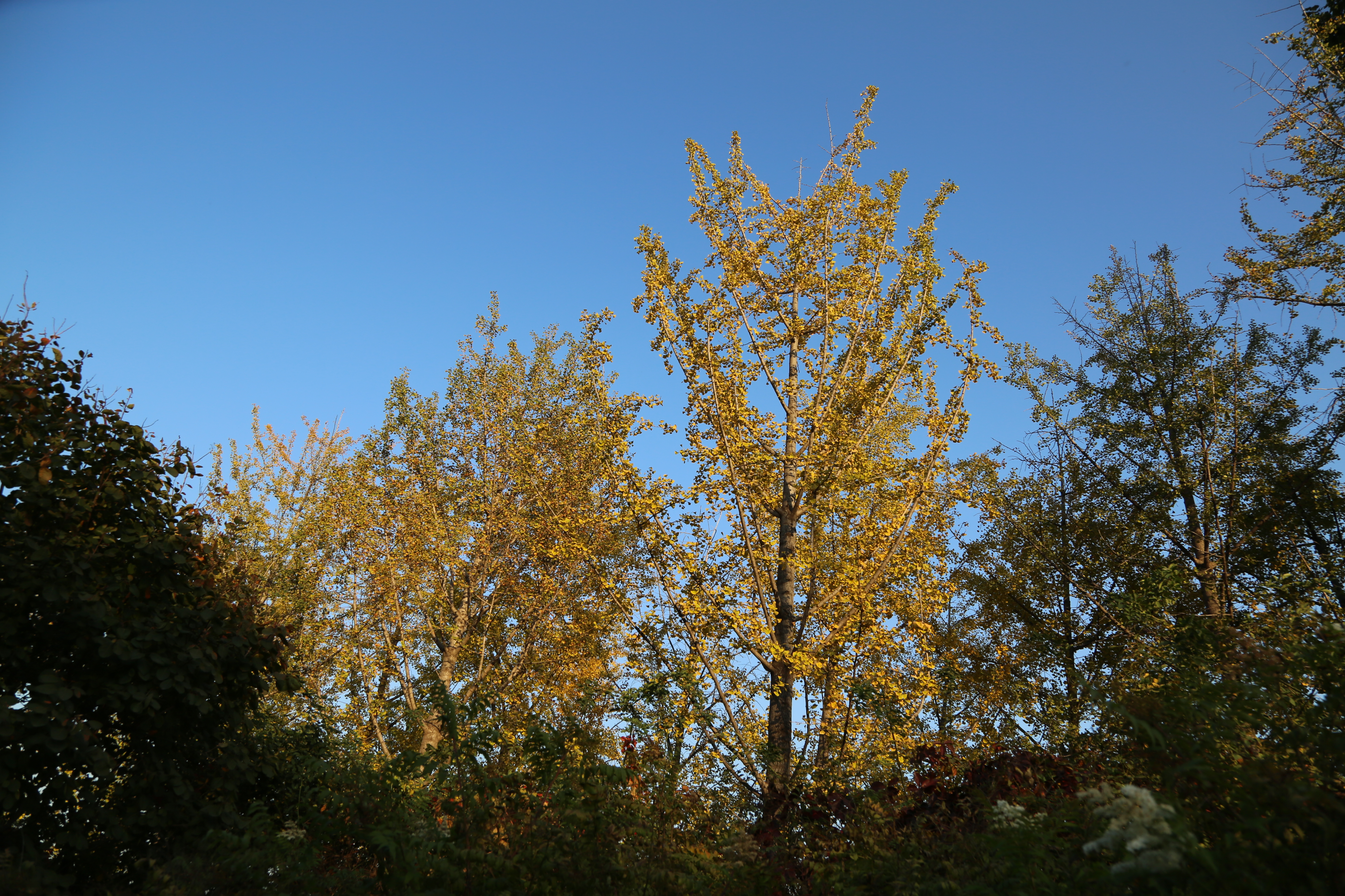 秋叶 黄叶 秋景