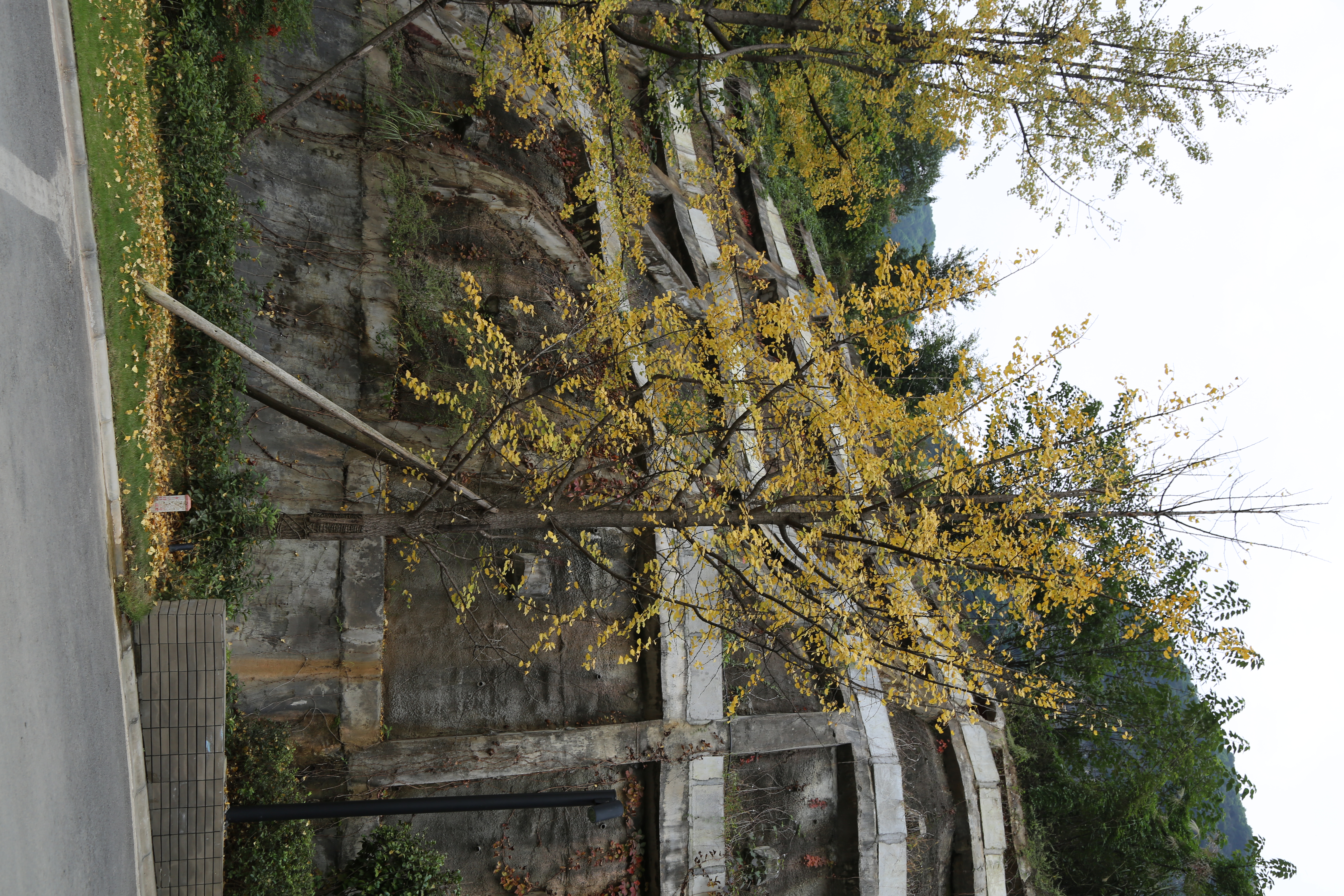 银杏 秋叶 黄叶