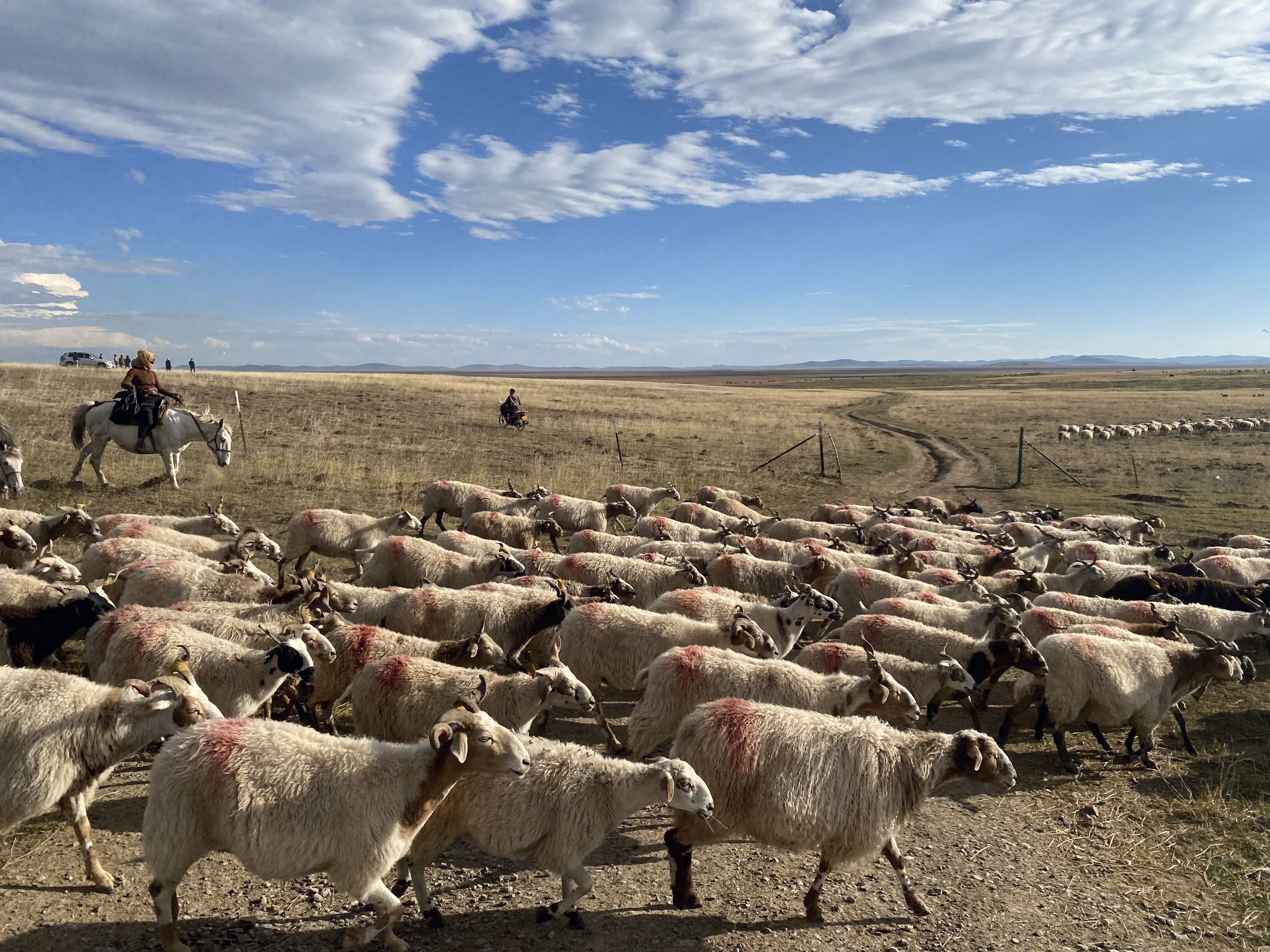 甘南 藏区 羊群  草原