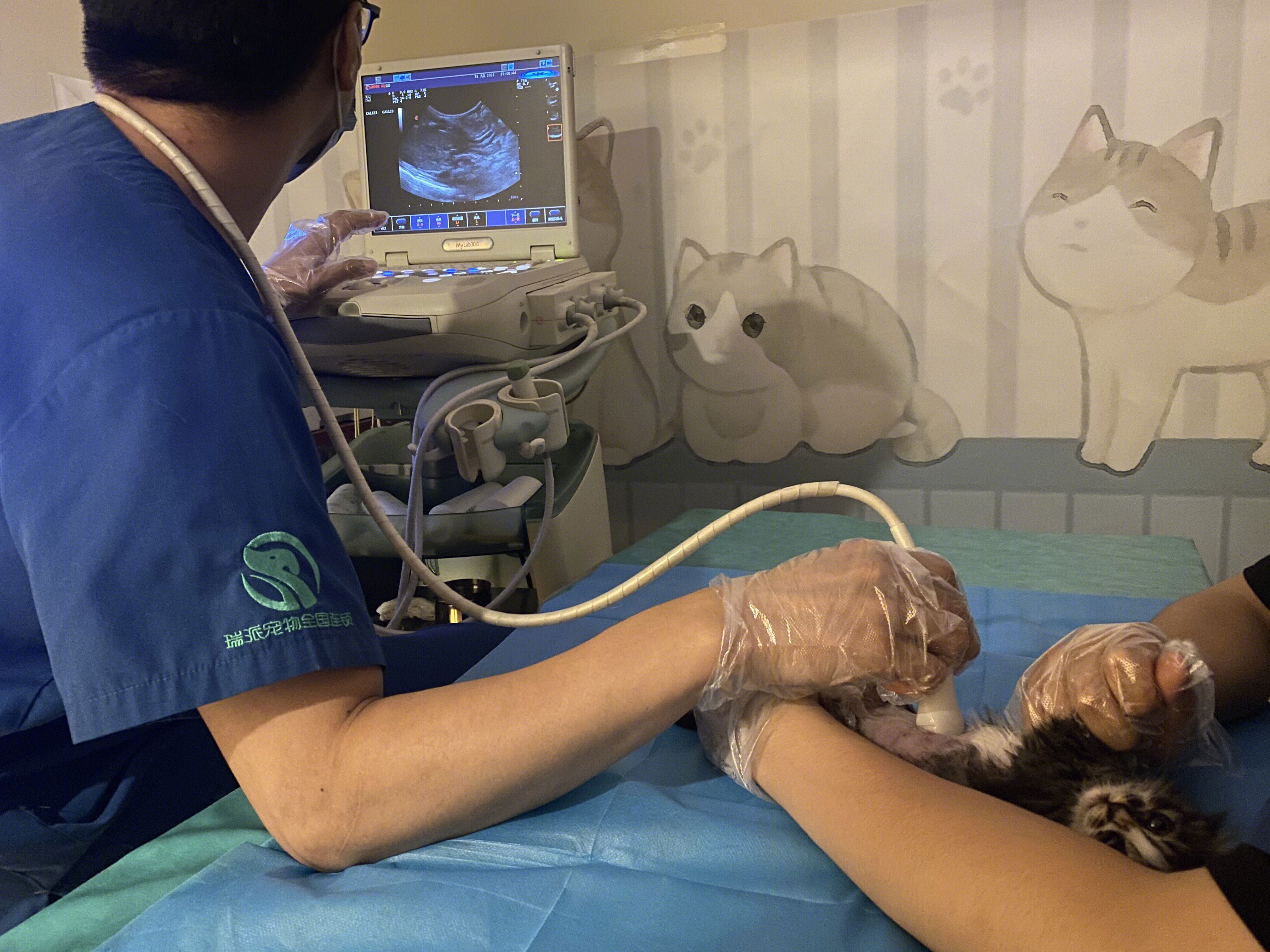 宠物医院 猫 治疗