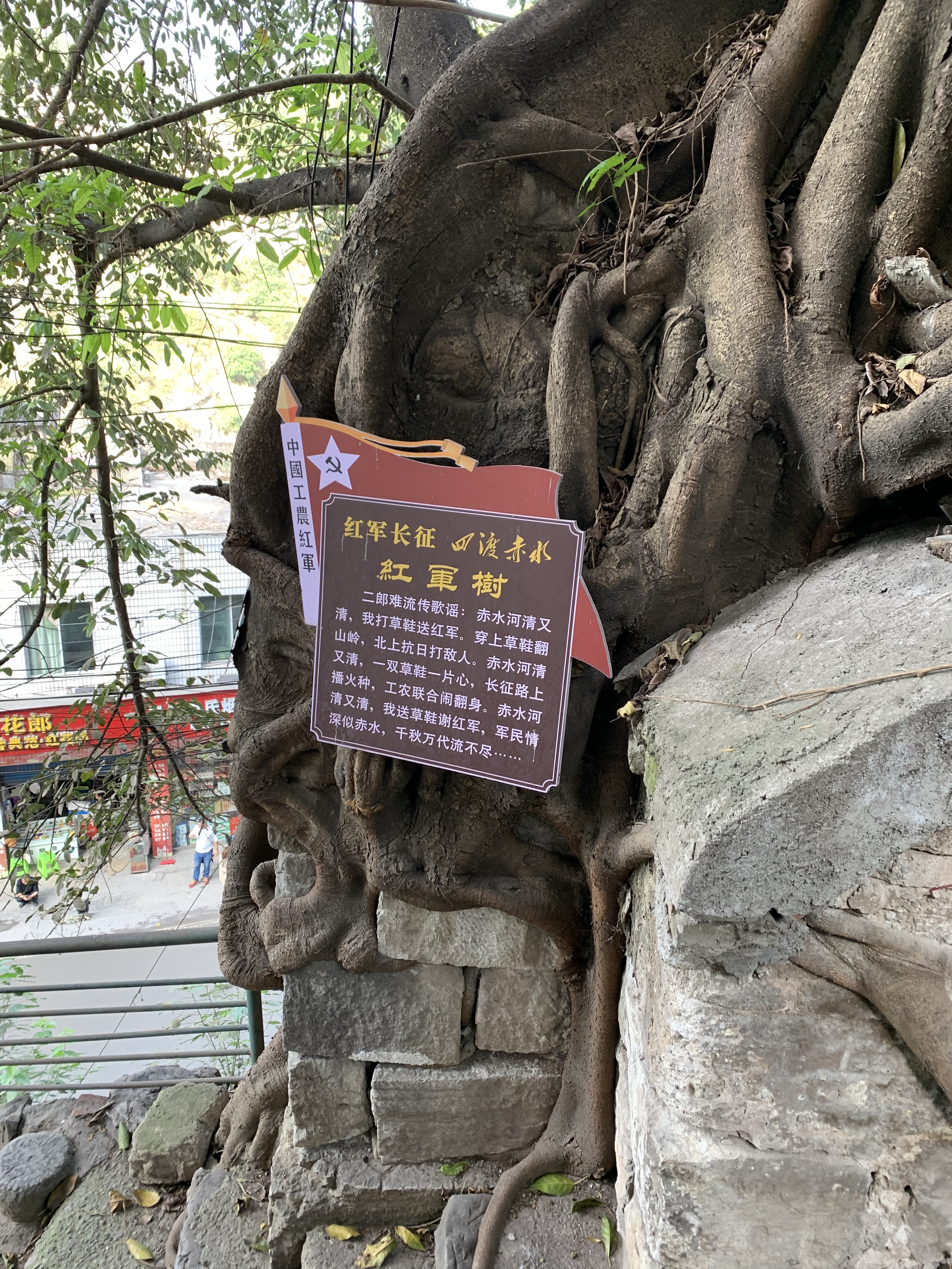 红军树 长征 四渡赤水