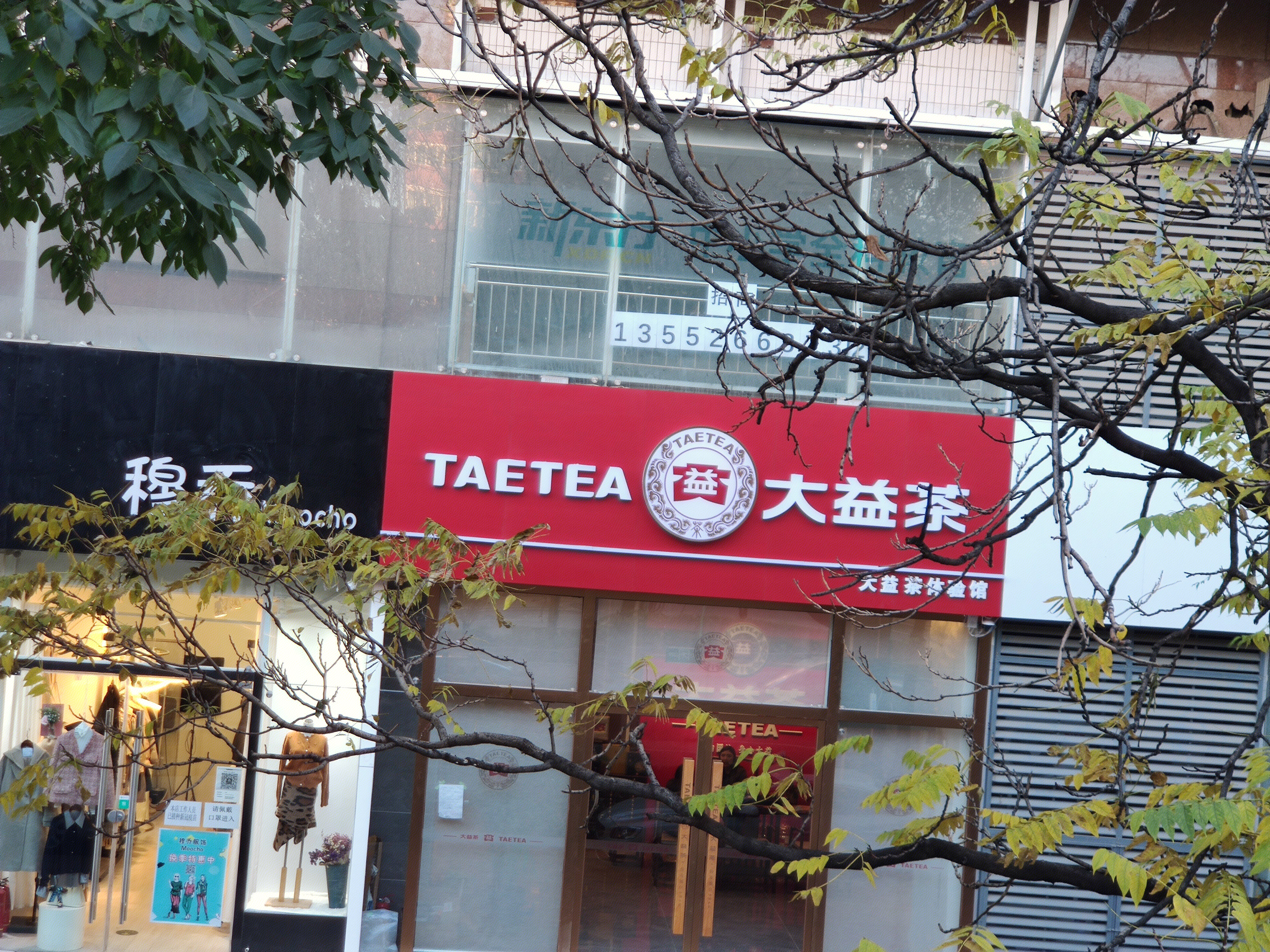大益茶 茶 TAETEA