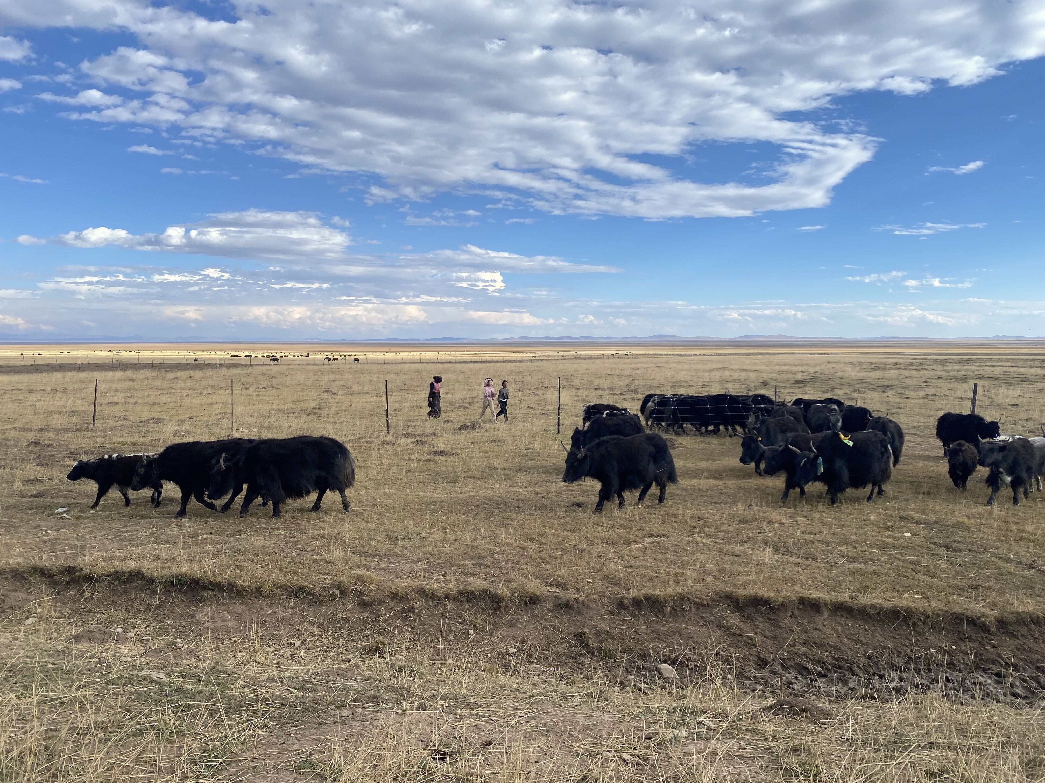甘南 藏区 牦牛 草原