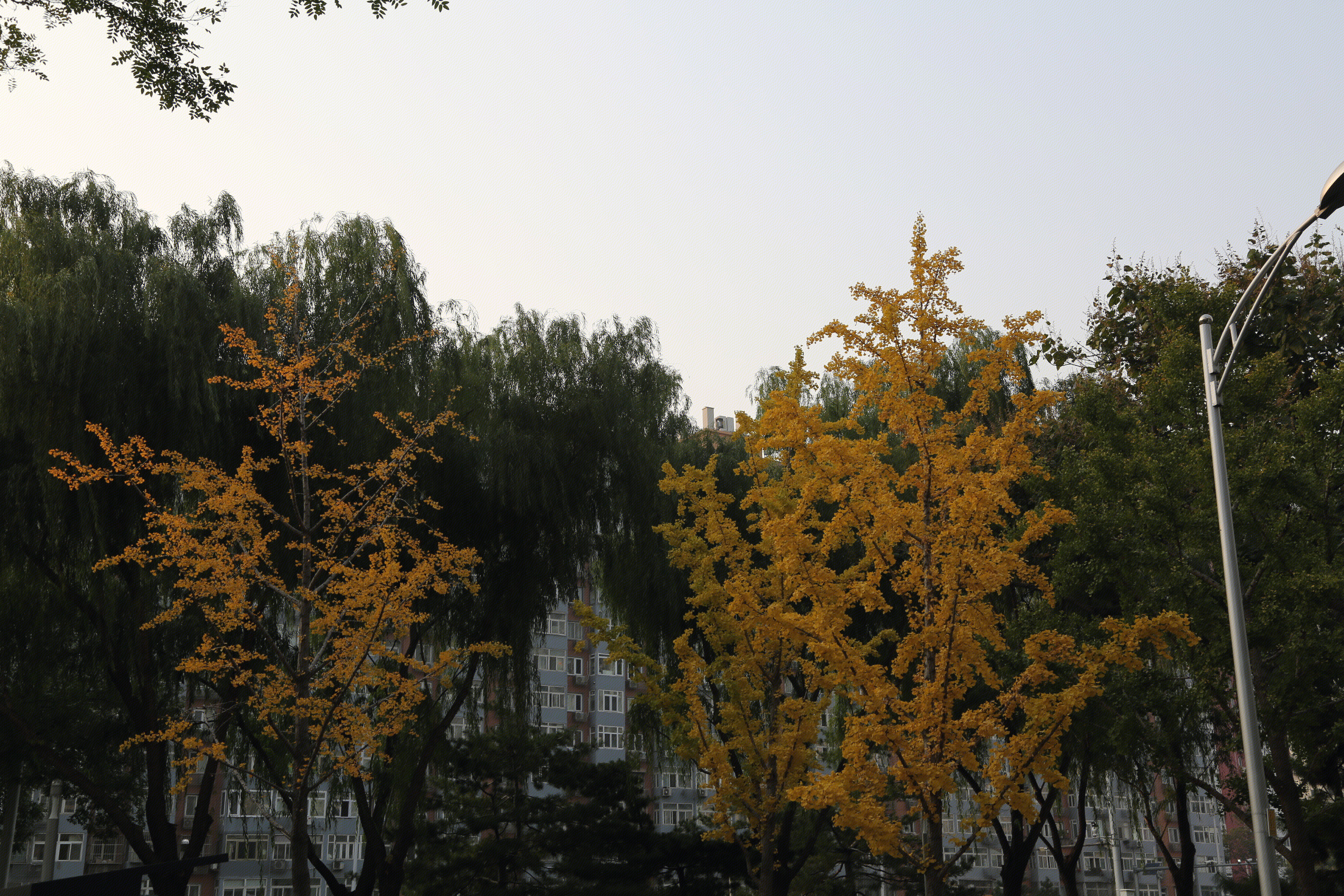 黄叶 秋景 秋天