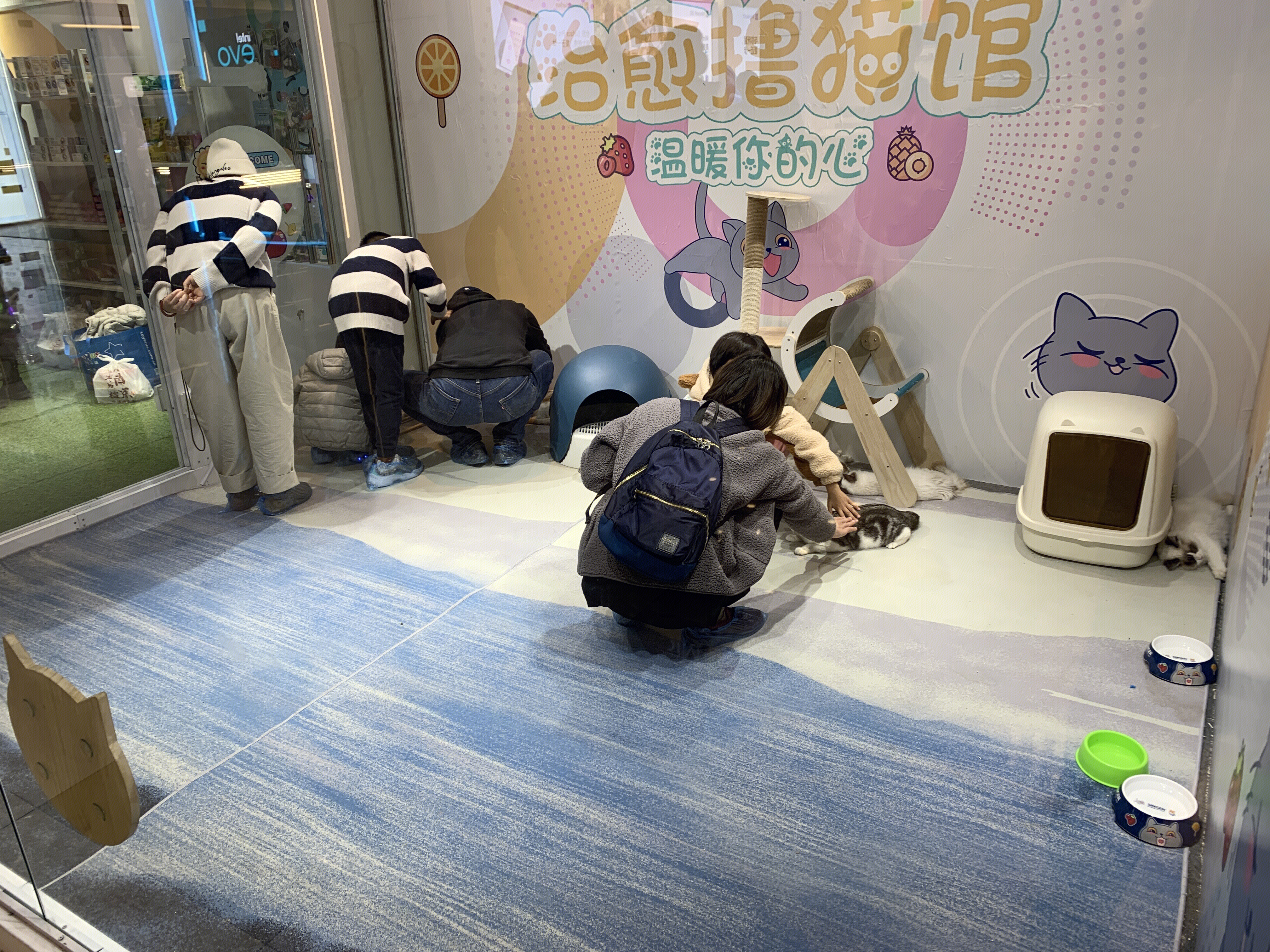 猫薄荷社区 撸猫 养猫 萌宠 宠物