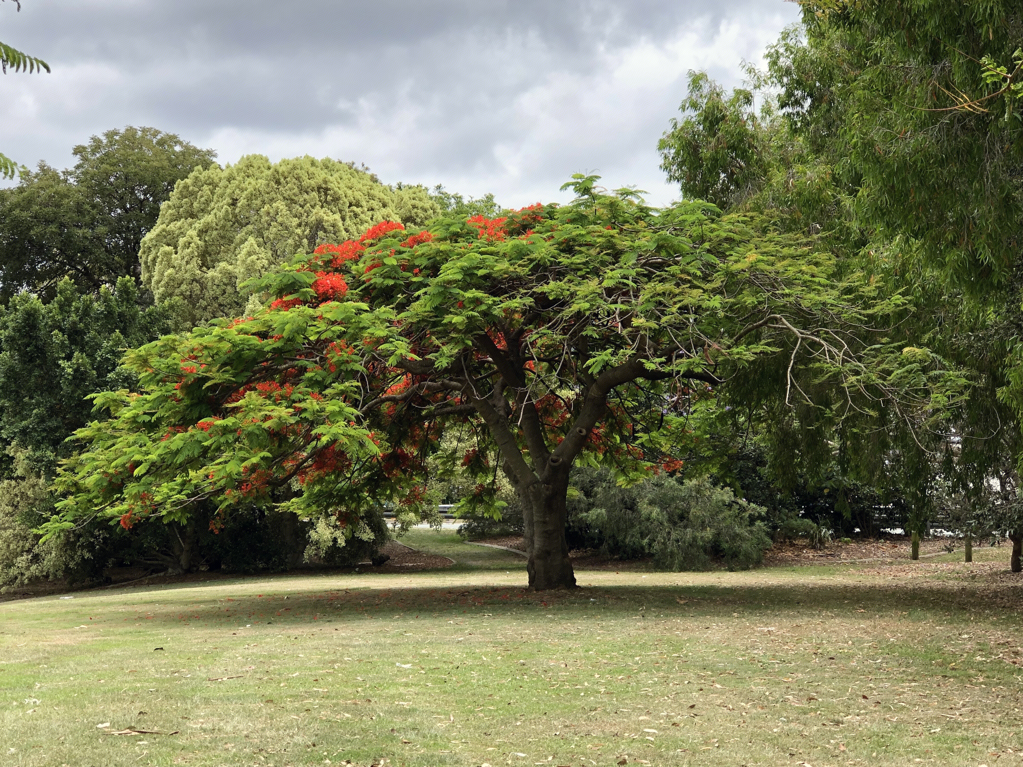 春意盎然 树木 森林 绿色 绿油油