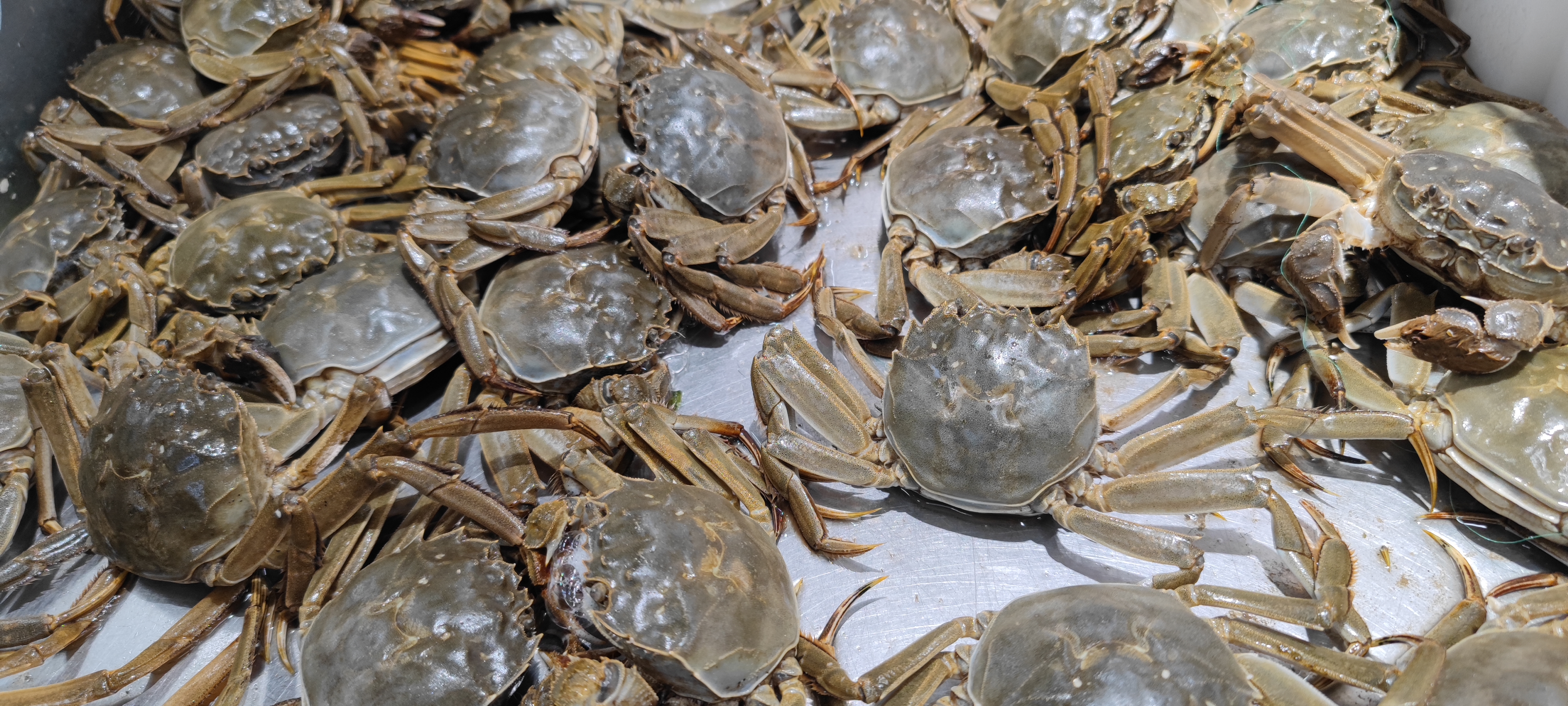 螃蟹 阳澄湖 大闸蟹