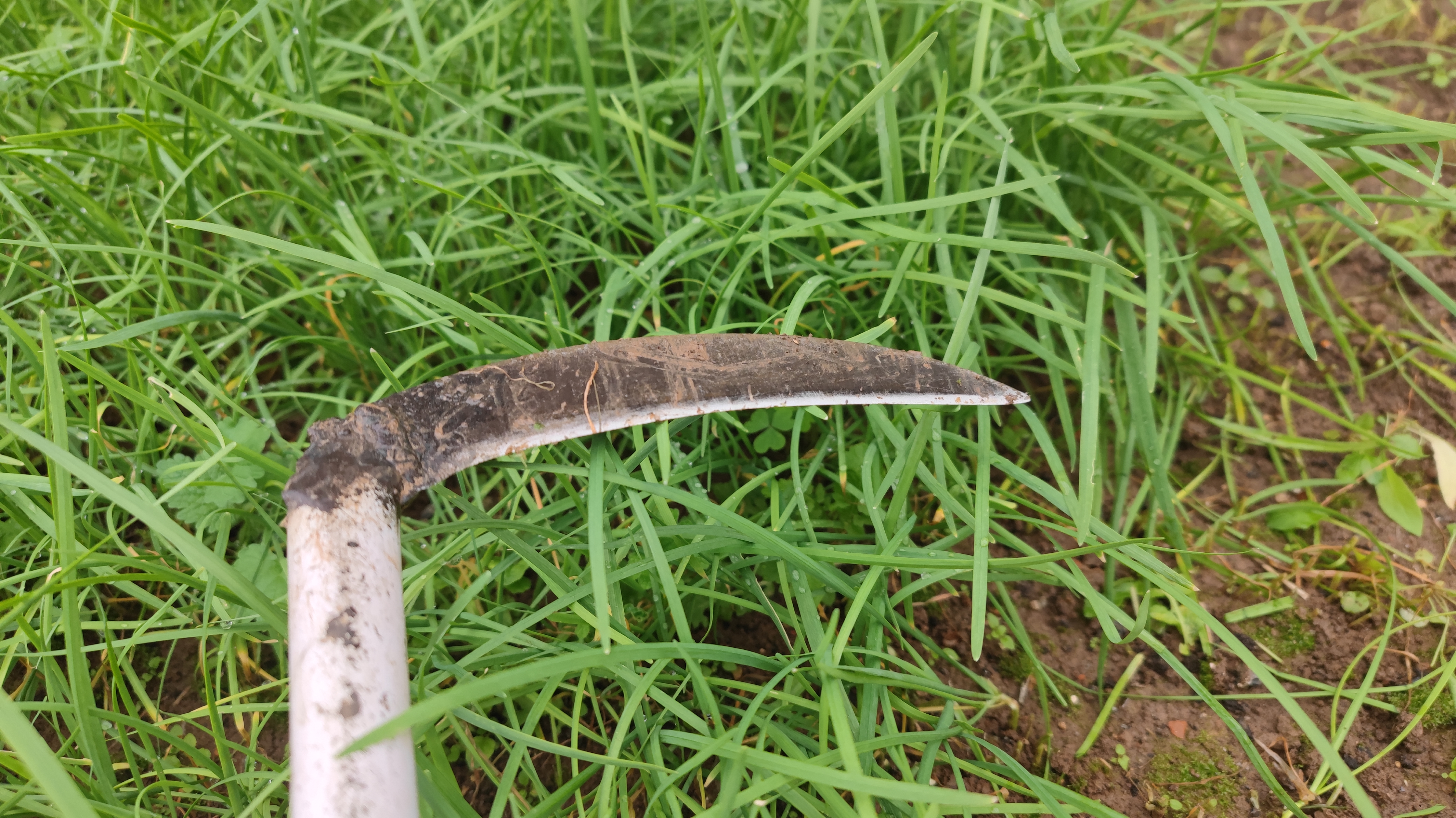 割韭菜 韭菜 象征图