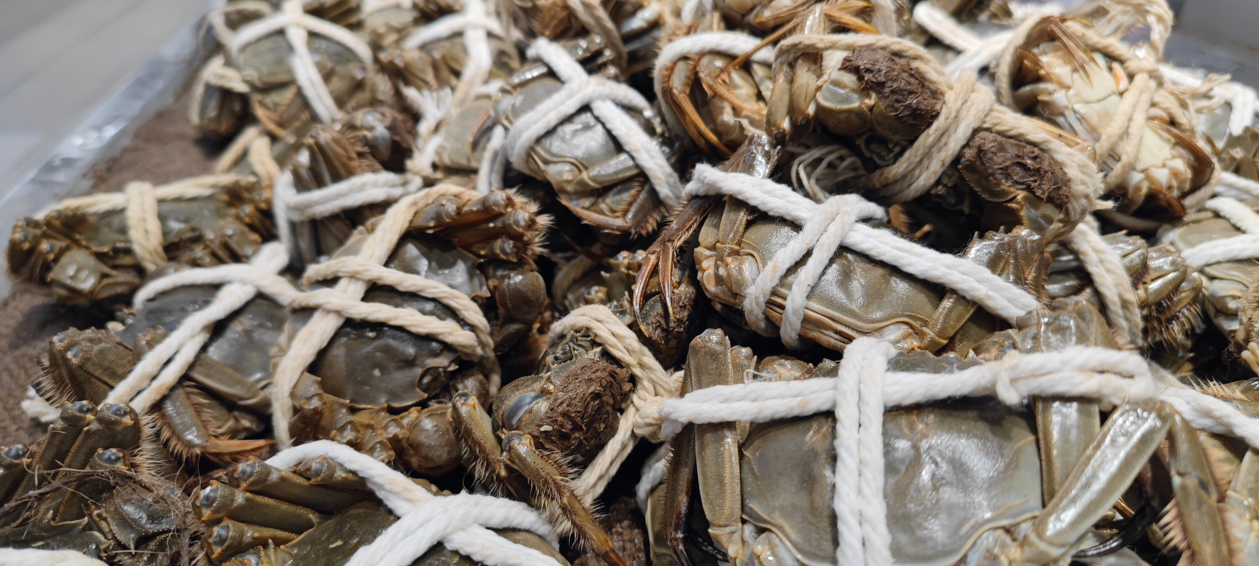 螃蟹 阳澄湖 大闸蟹