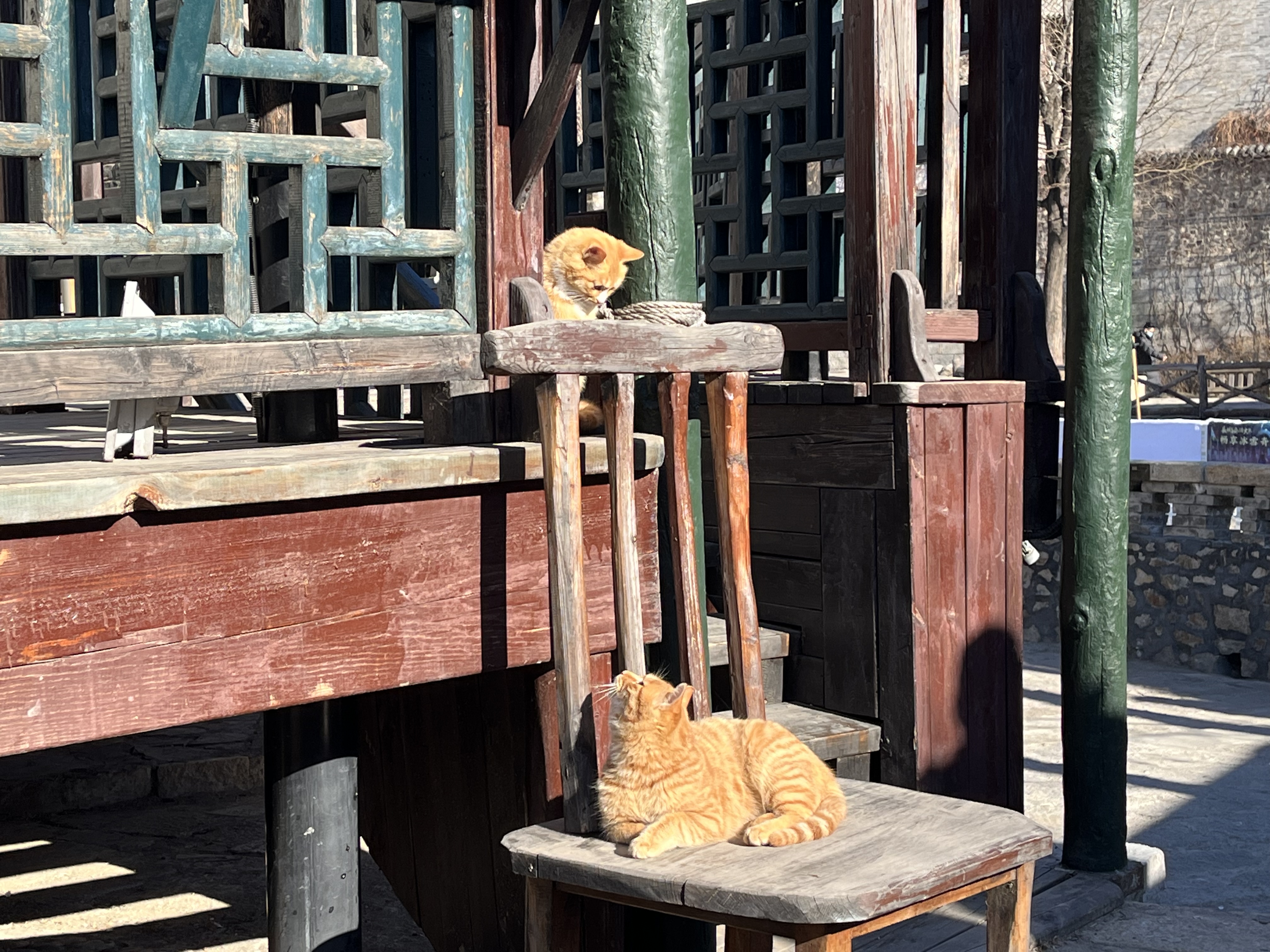 古北水镇 猫 流浪猫