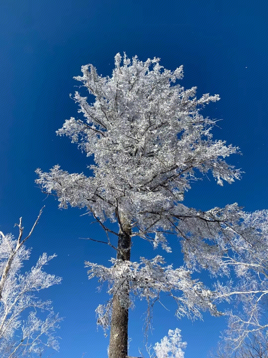 冬天 雪景 雾凇 雪松 大雪覆盖 积雪 森林 东北
