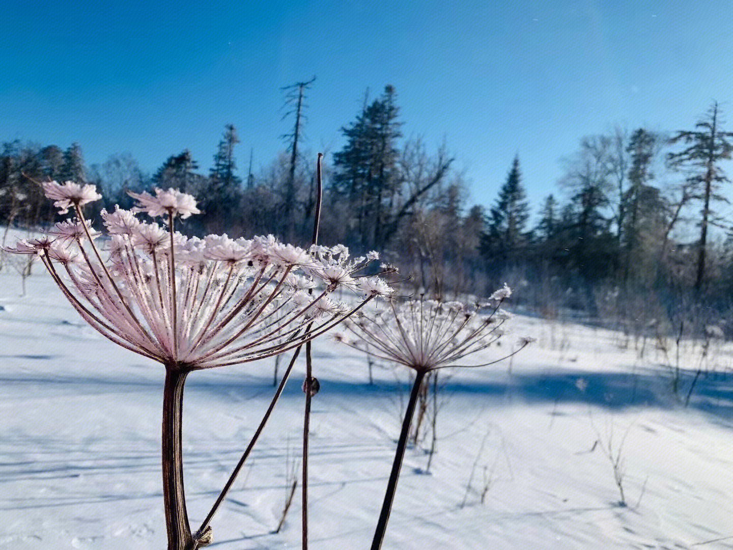 冬天 雪景 花朵 大雪覆盖 积雪 森林 东北