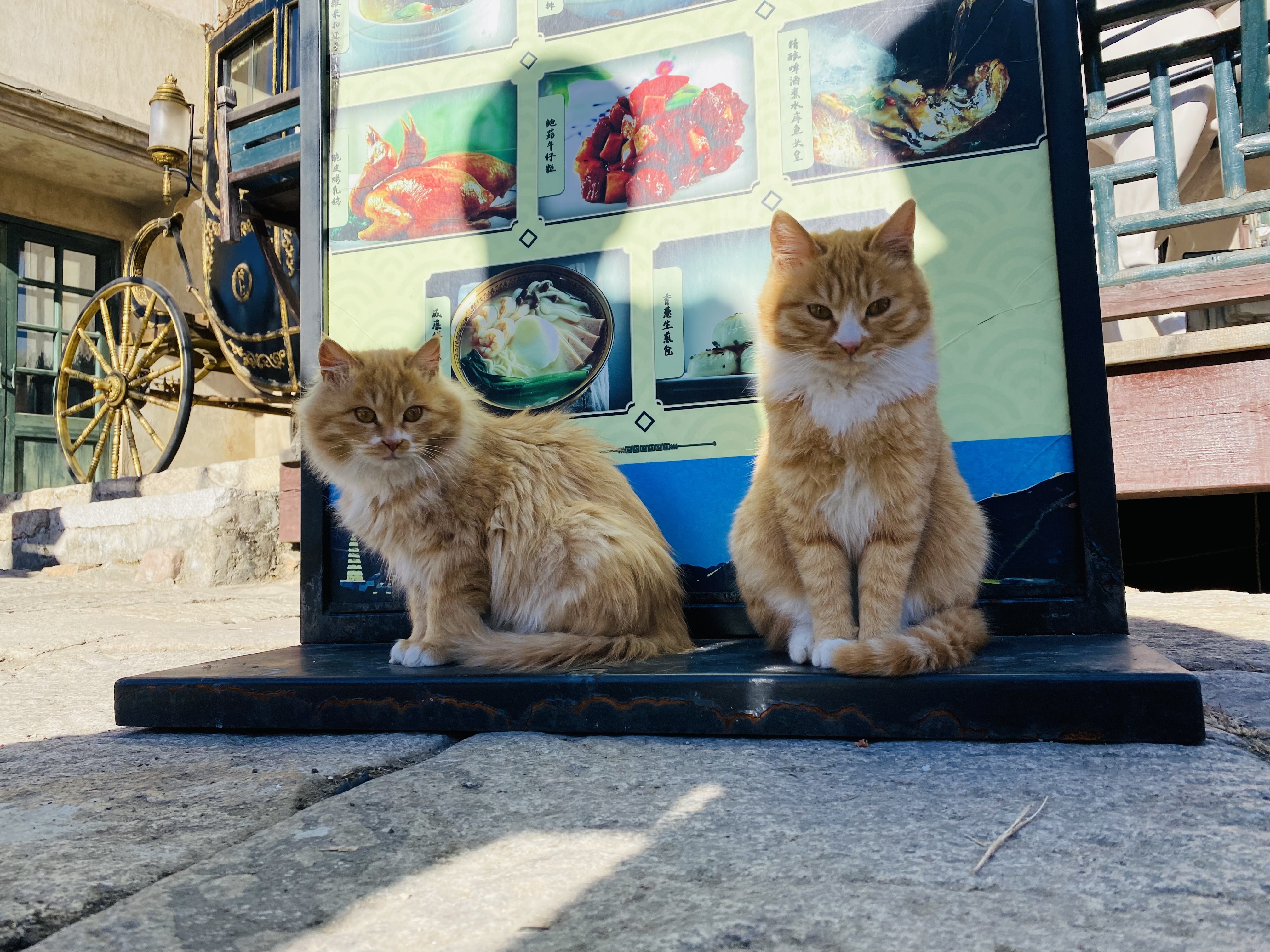 古北水镇 猫 流浪猫