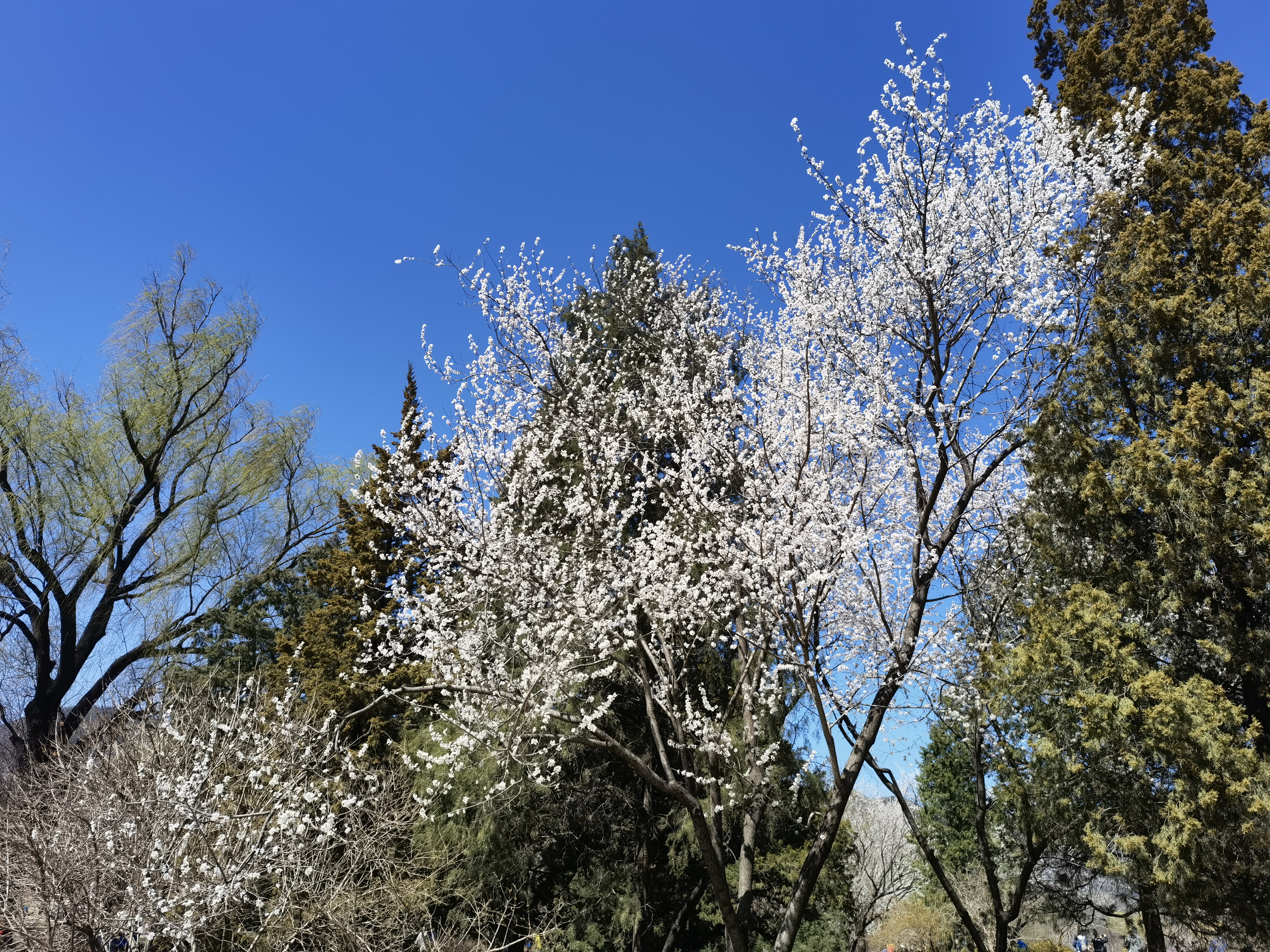 桃花 初春 春游 发芽 春色 春景 春天