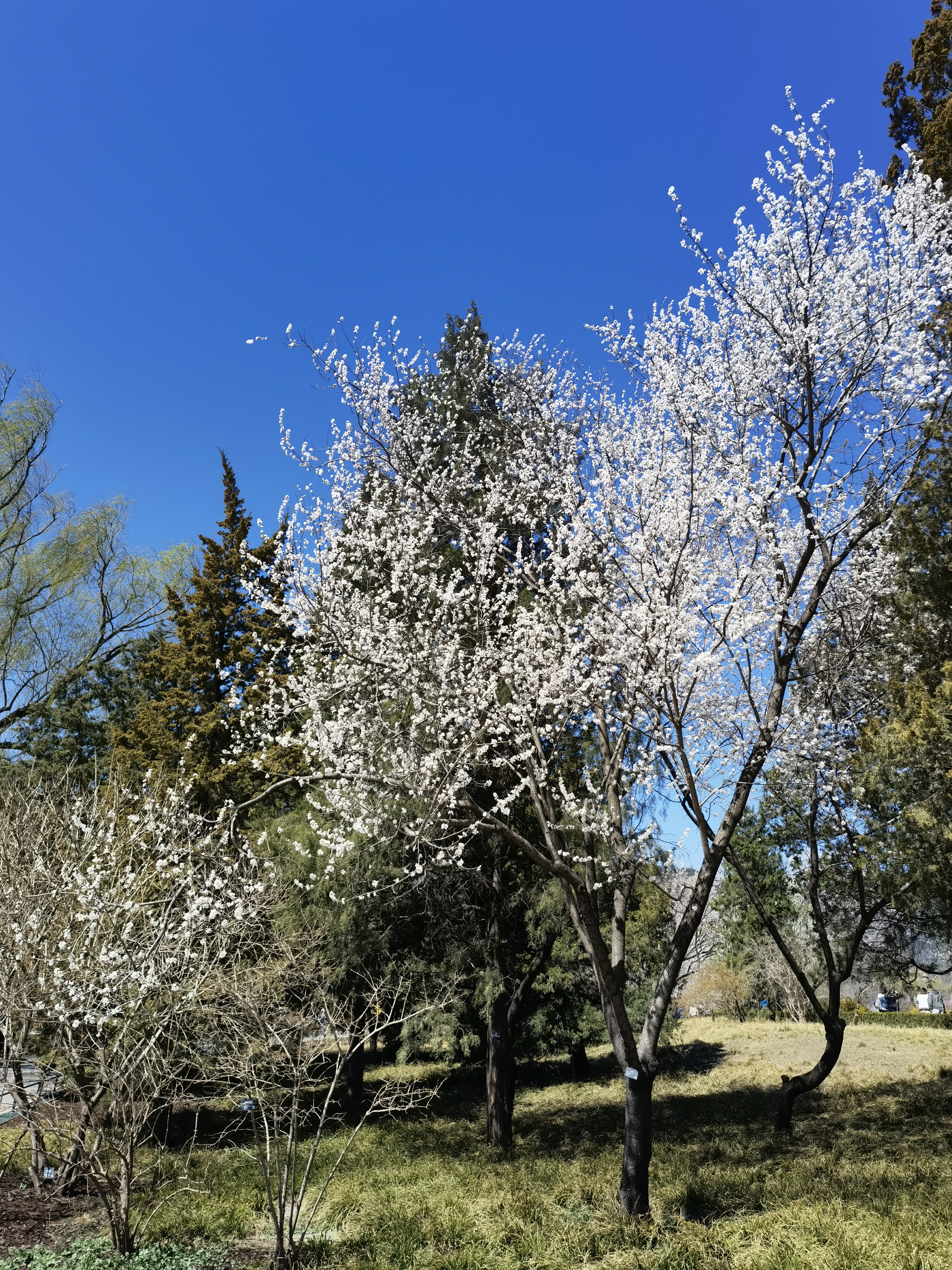 柳树 玉兰 初春 春游 发芽 春色 春景 春天