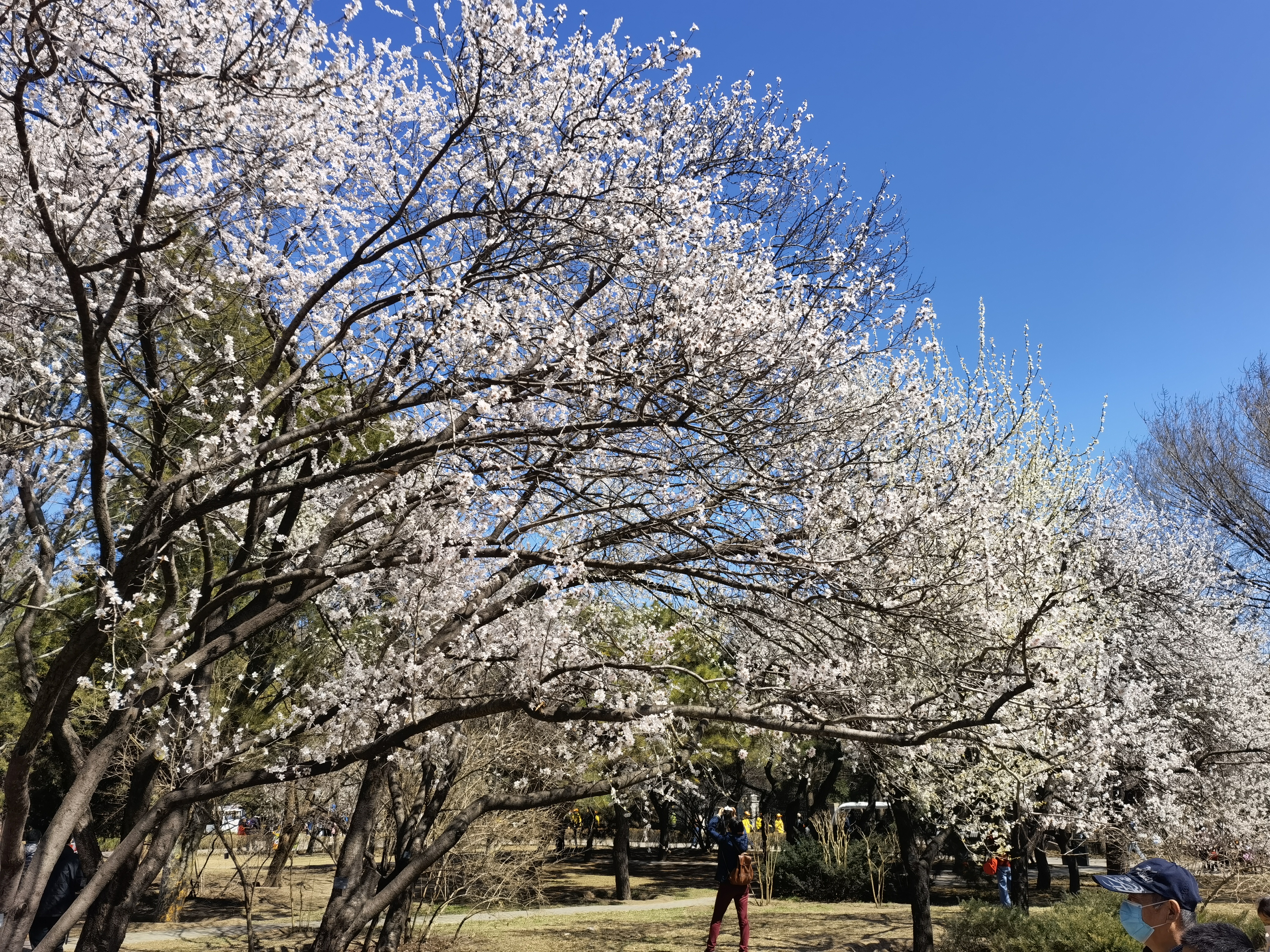 桃花 初春 春游 发芽 春色 春景 春天