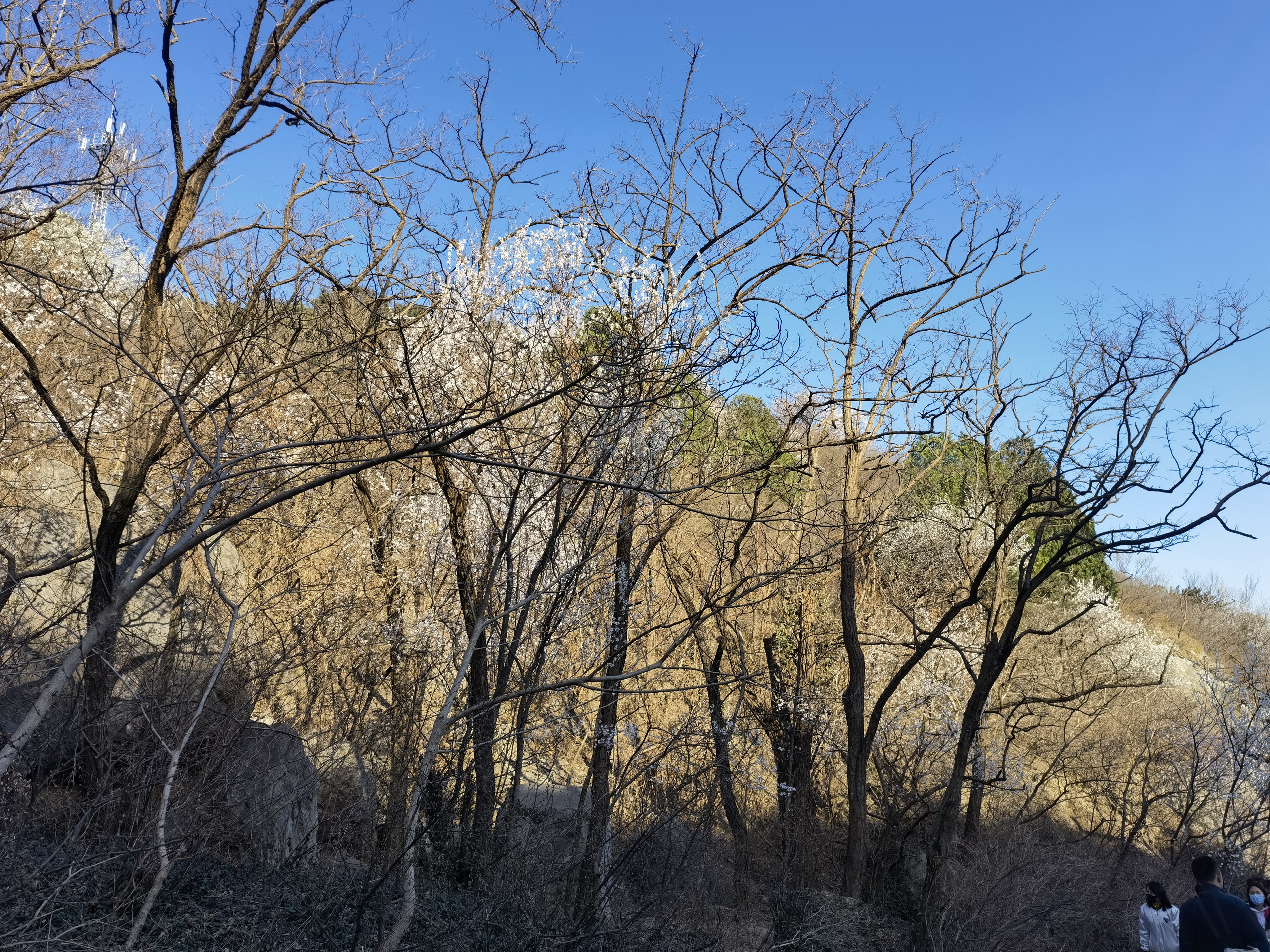 桃花 春天 初春 春景