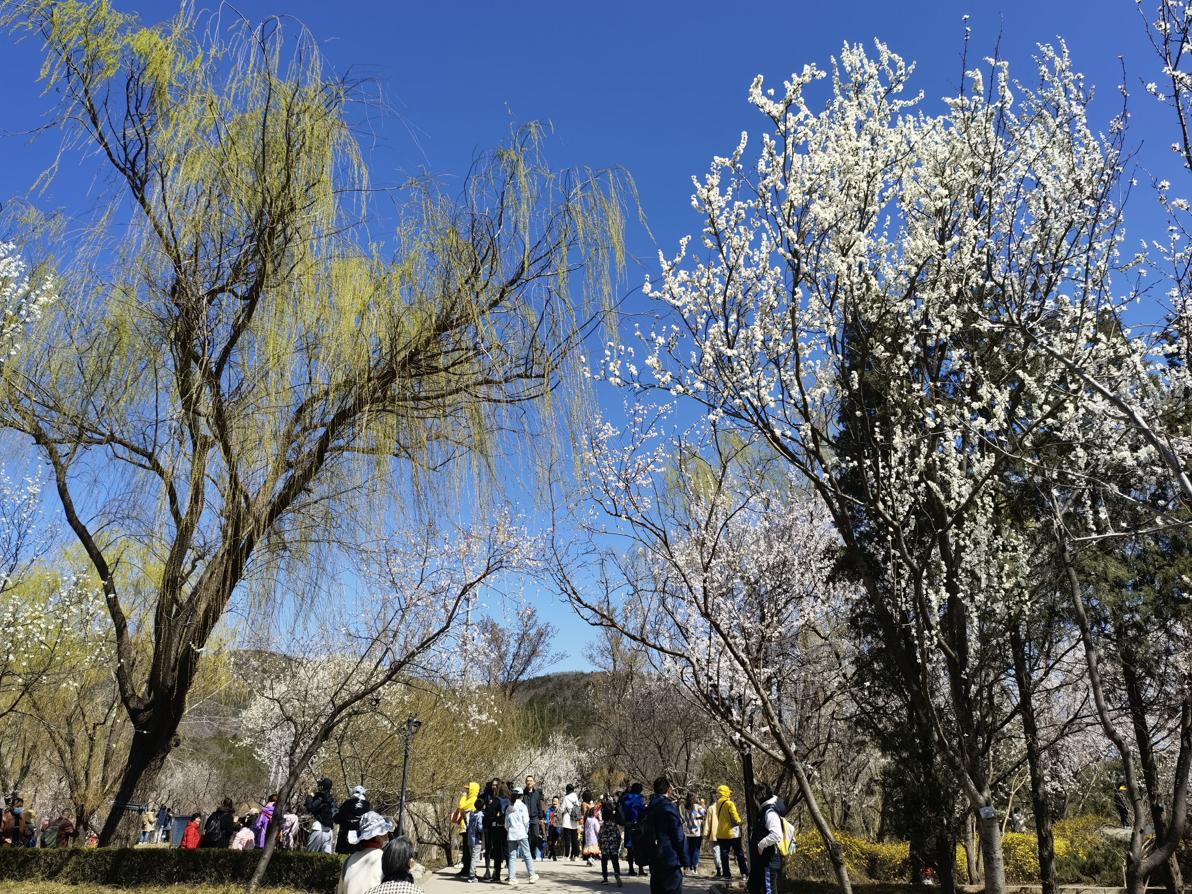 柳树 玉兰 初春 春游 发芽 春色 春景 春天