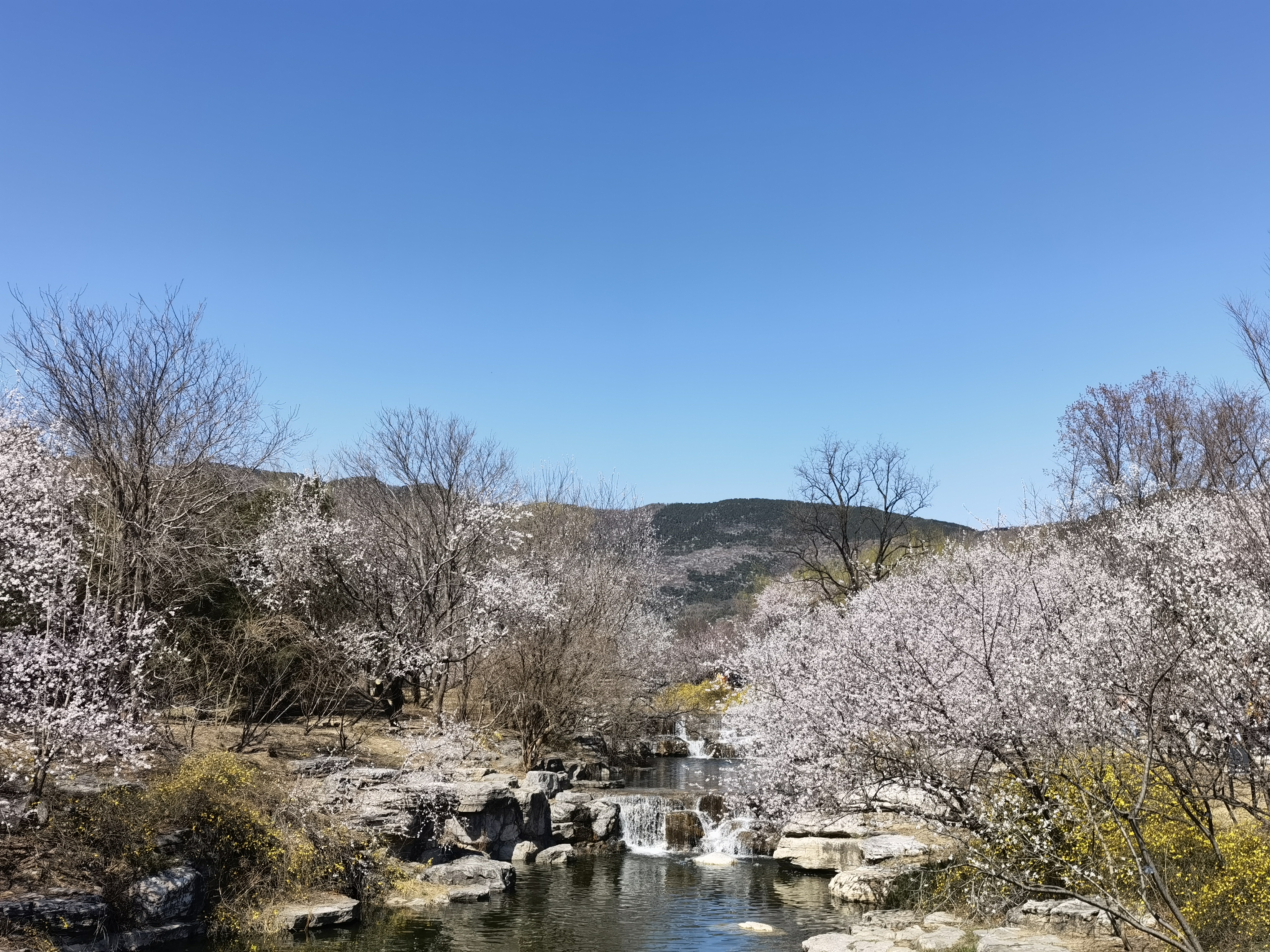 桃花 春天 初春 春色 春景