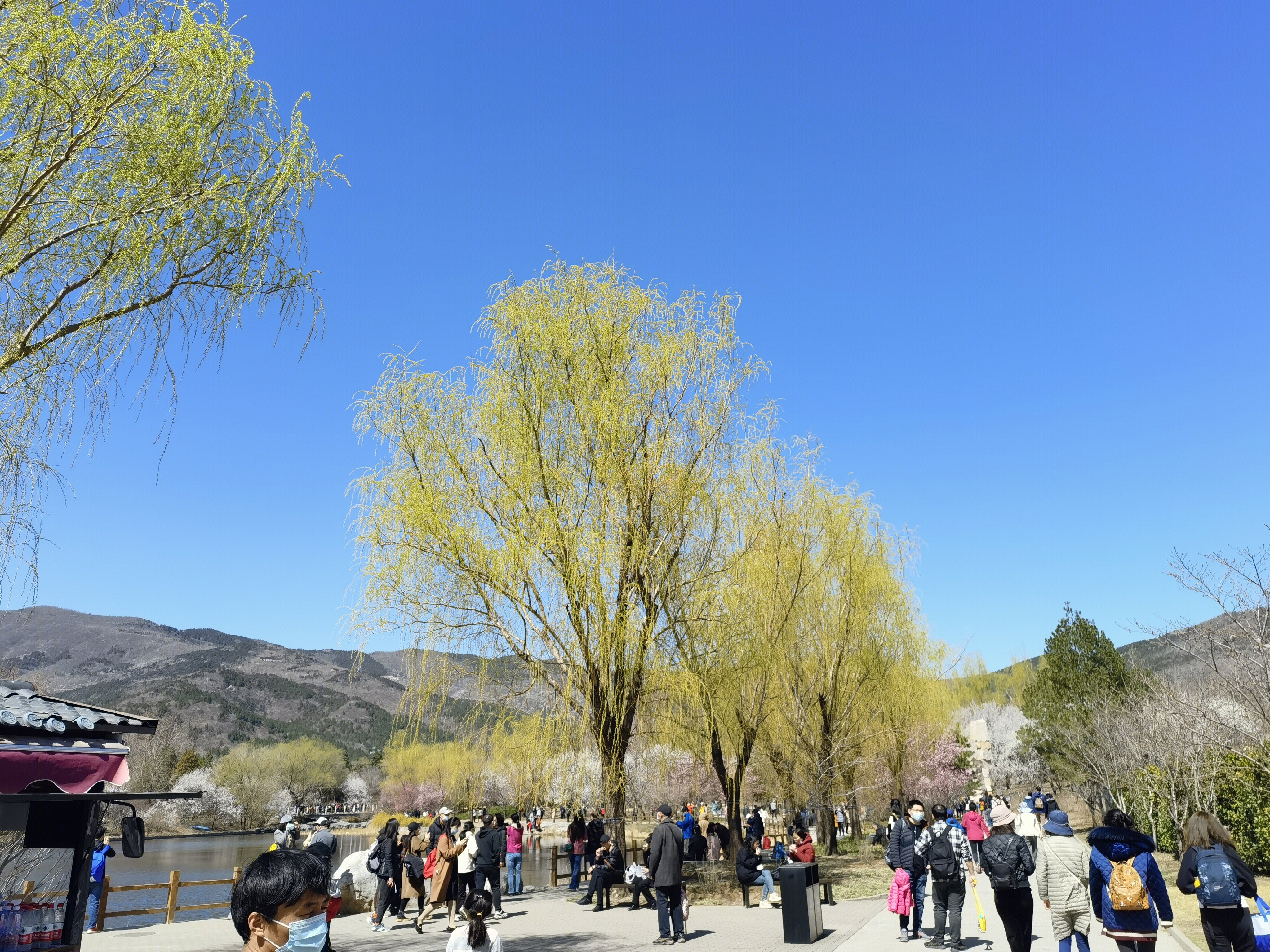 柳树 初春 春游 发芽 春色 春景
