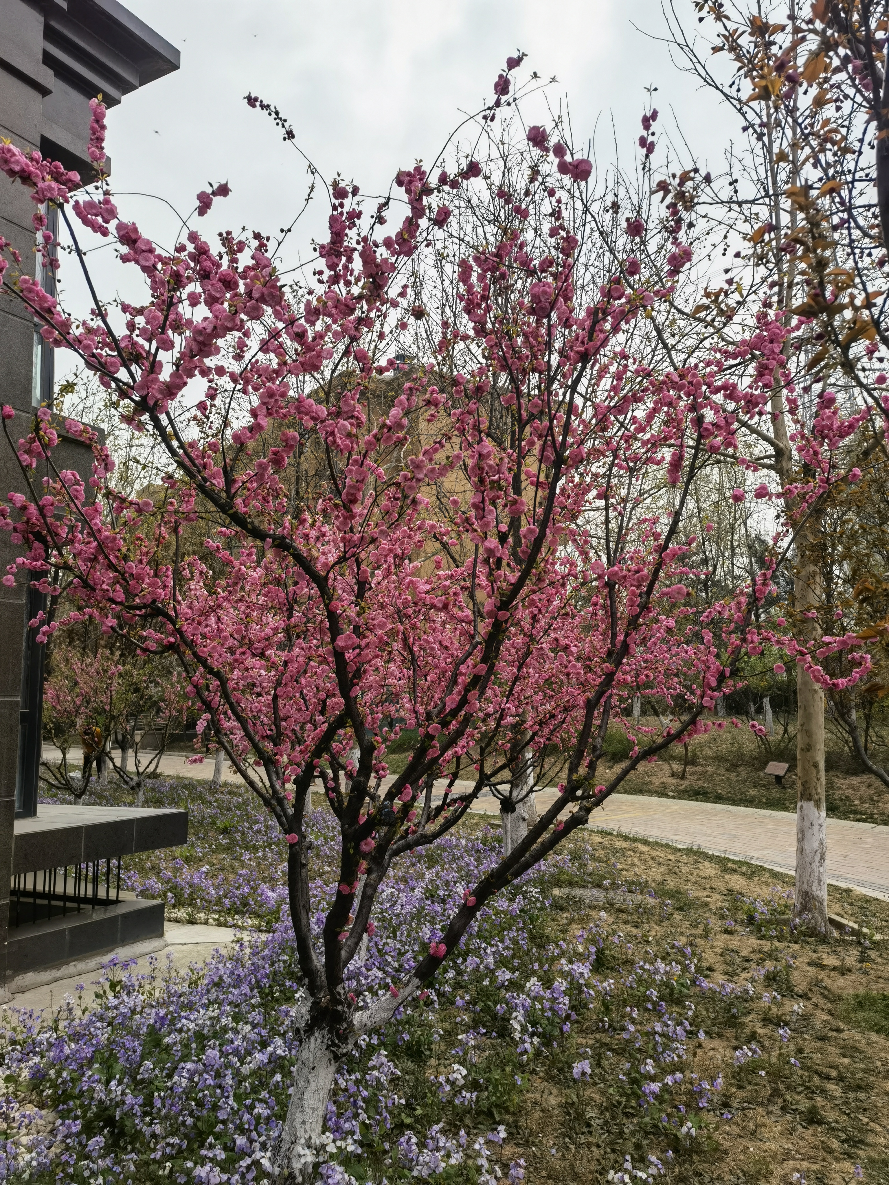 桃花 春色 春天