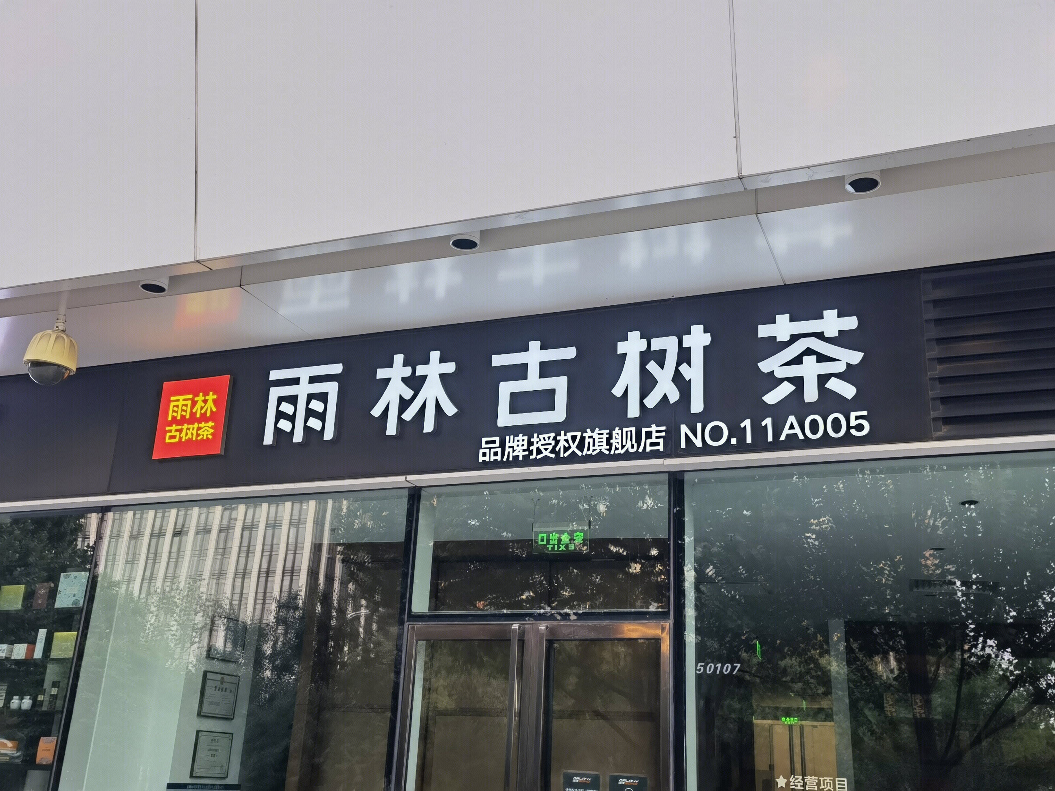 雨林古树茶 茶叶 普洱茶