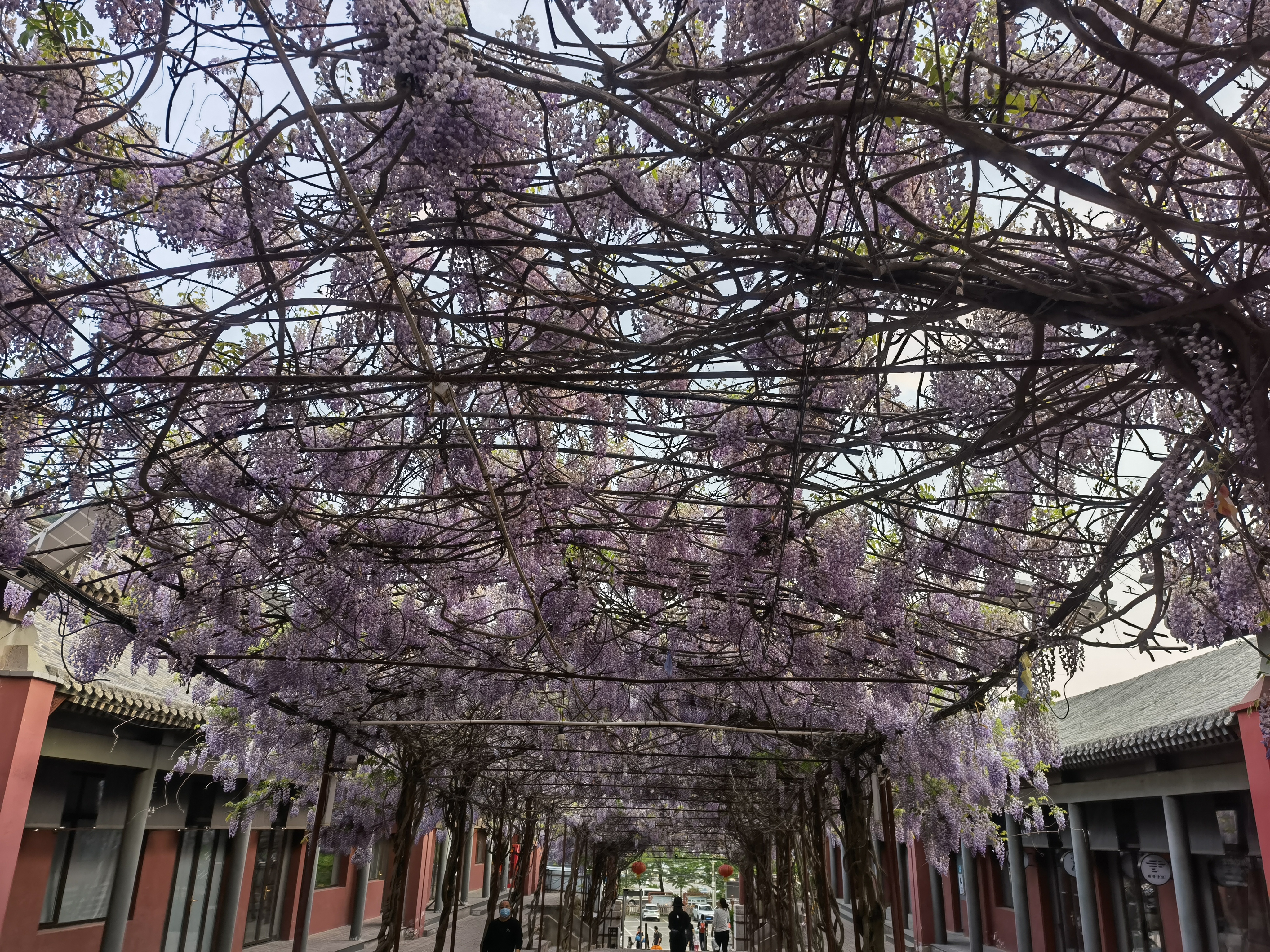 紫藤花 春天 春暖花开