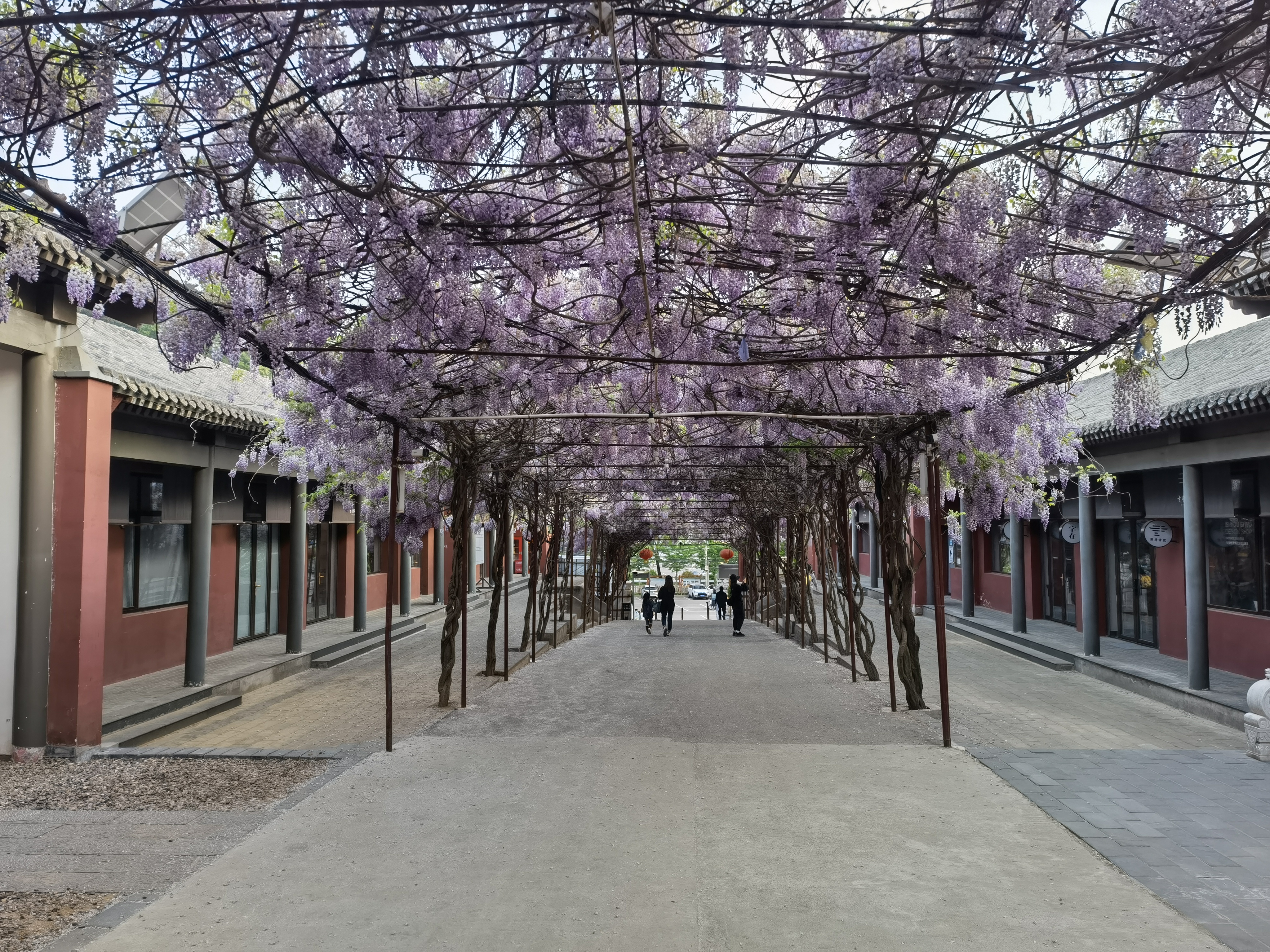 紫藤花 春天 春暖花开