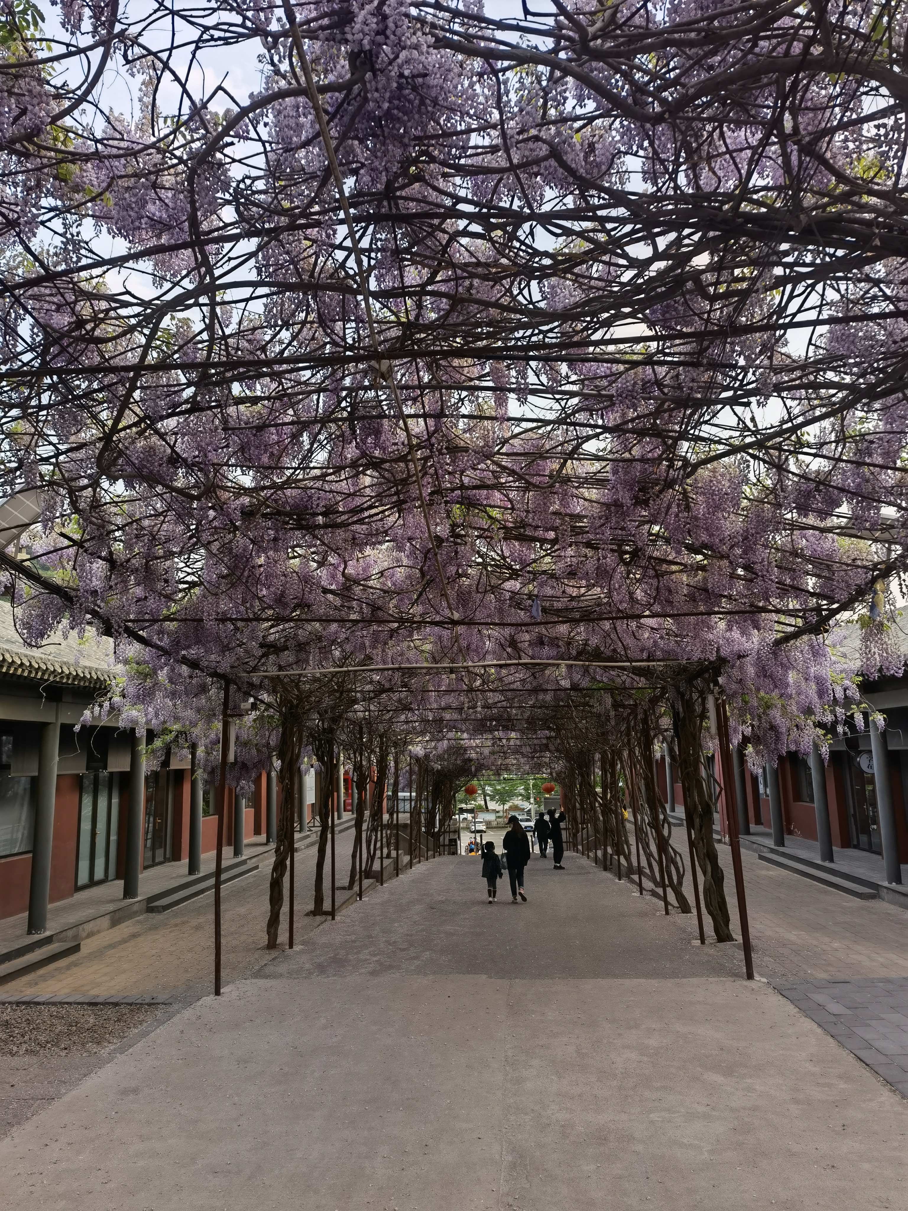 紫藤花 春天 春暖花开