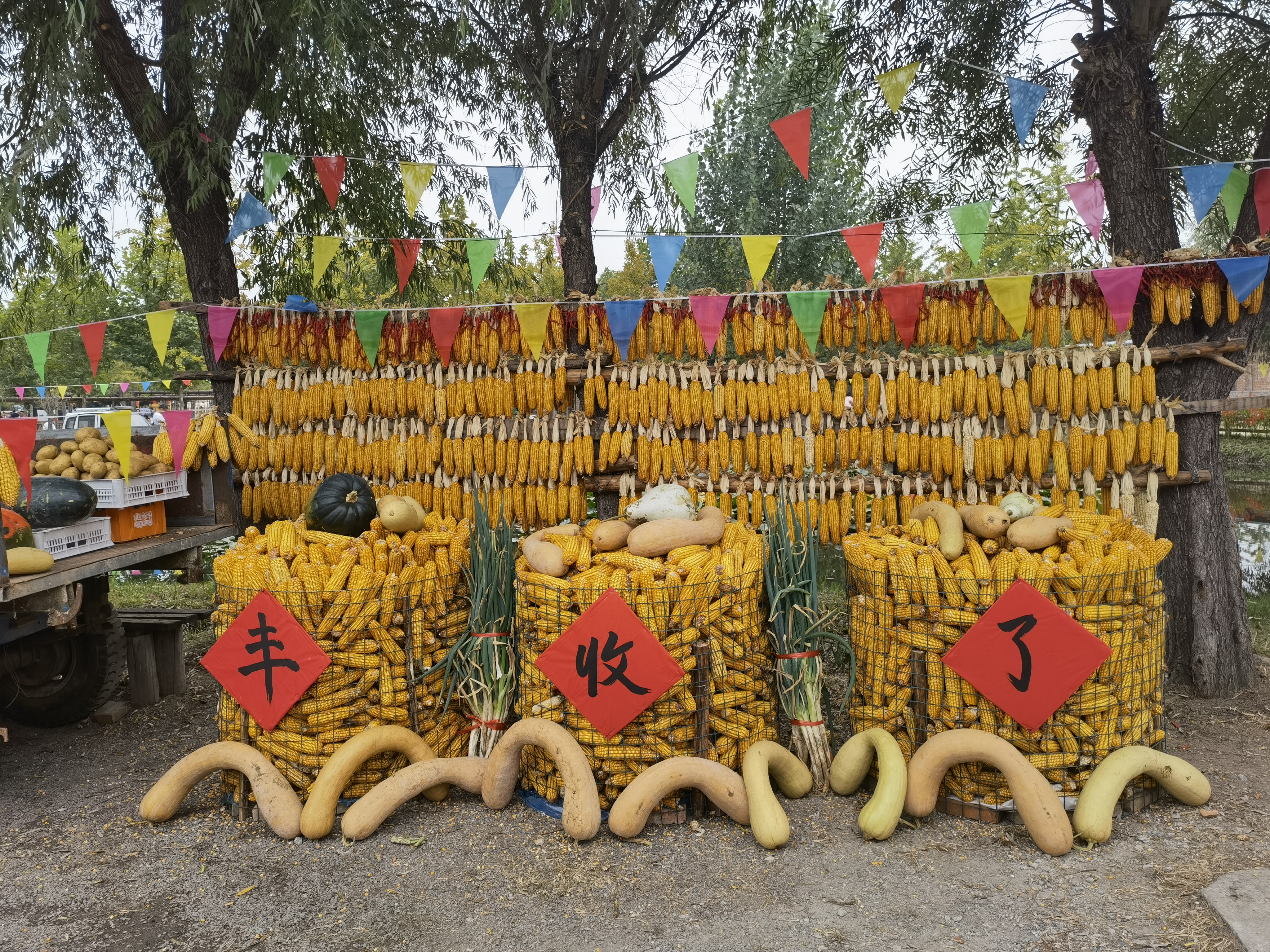 农产品 丰收 农村 玉米 南瓜