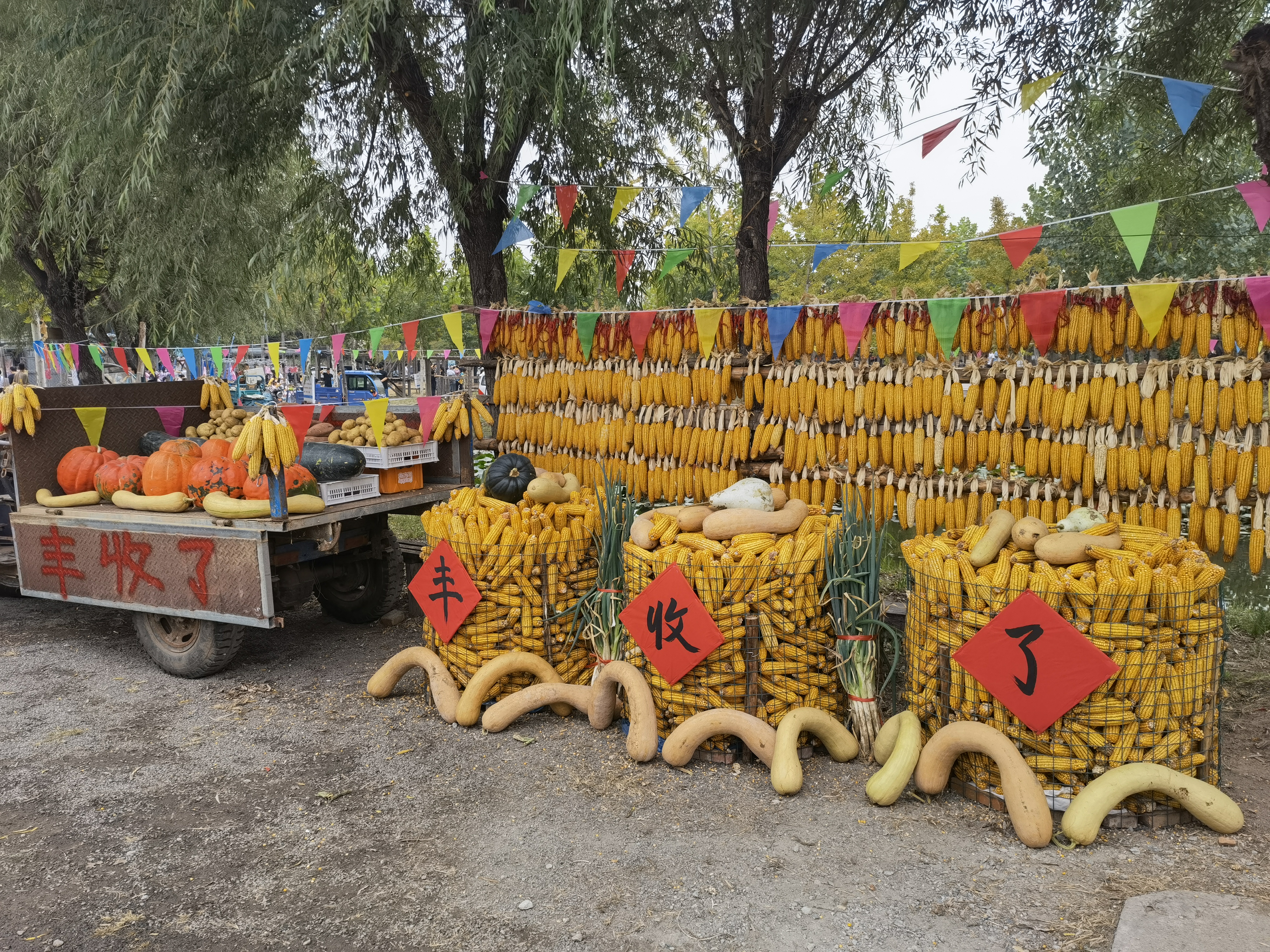 农产品 丰收 农村 玉米 南瓜