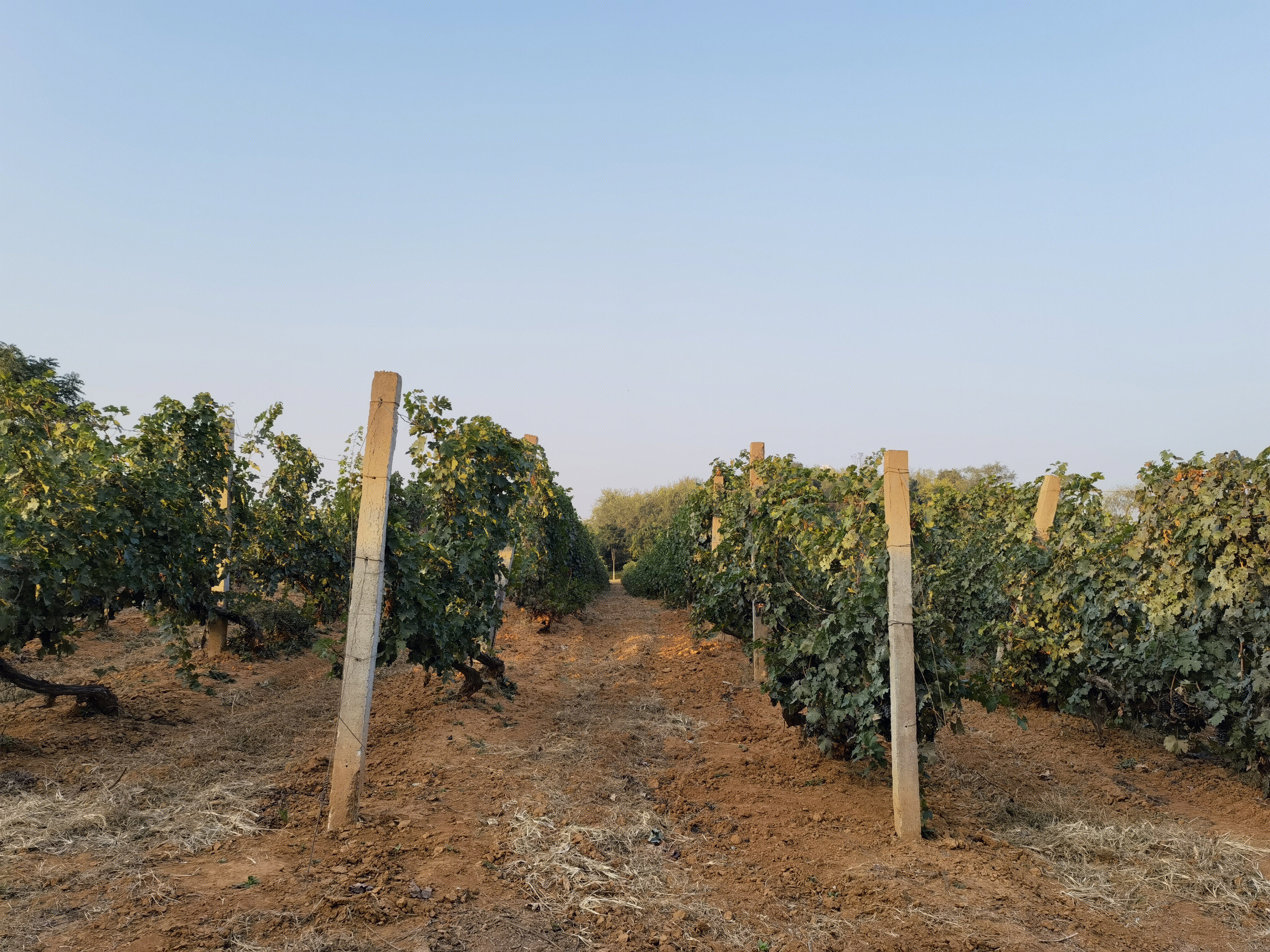 葡萄树 葡萄园 葡萄藤