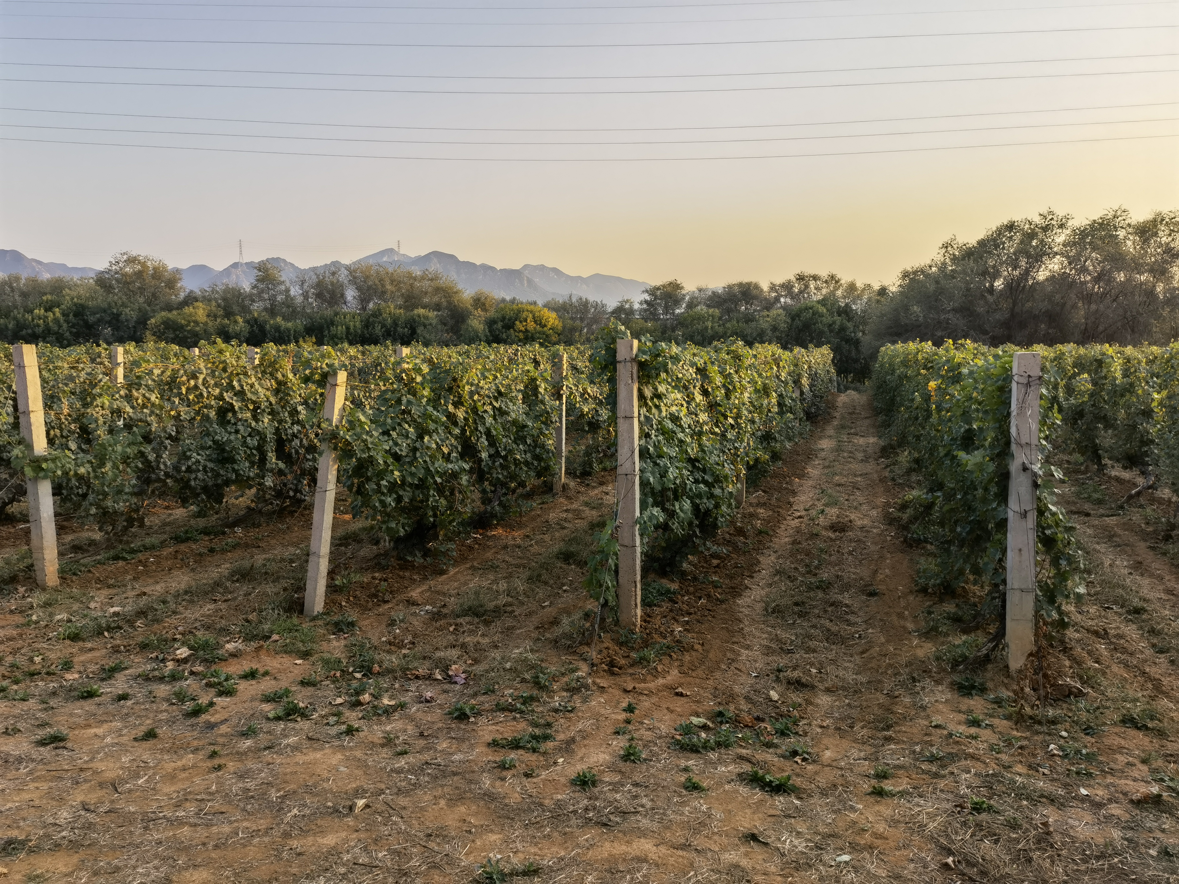 葡萄树 葡萄园 葡萄藤