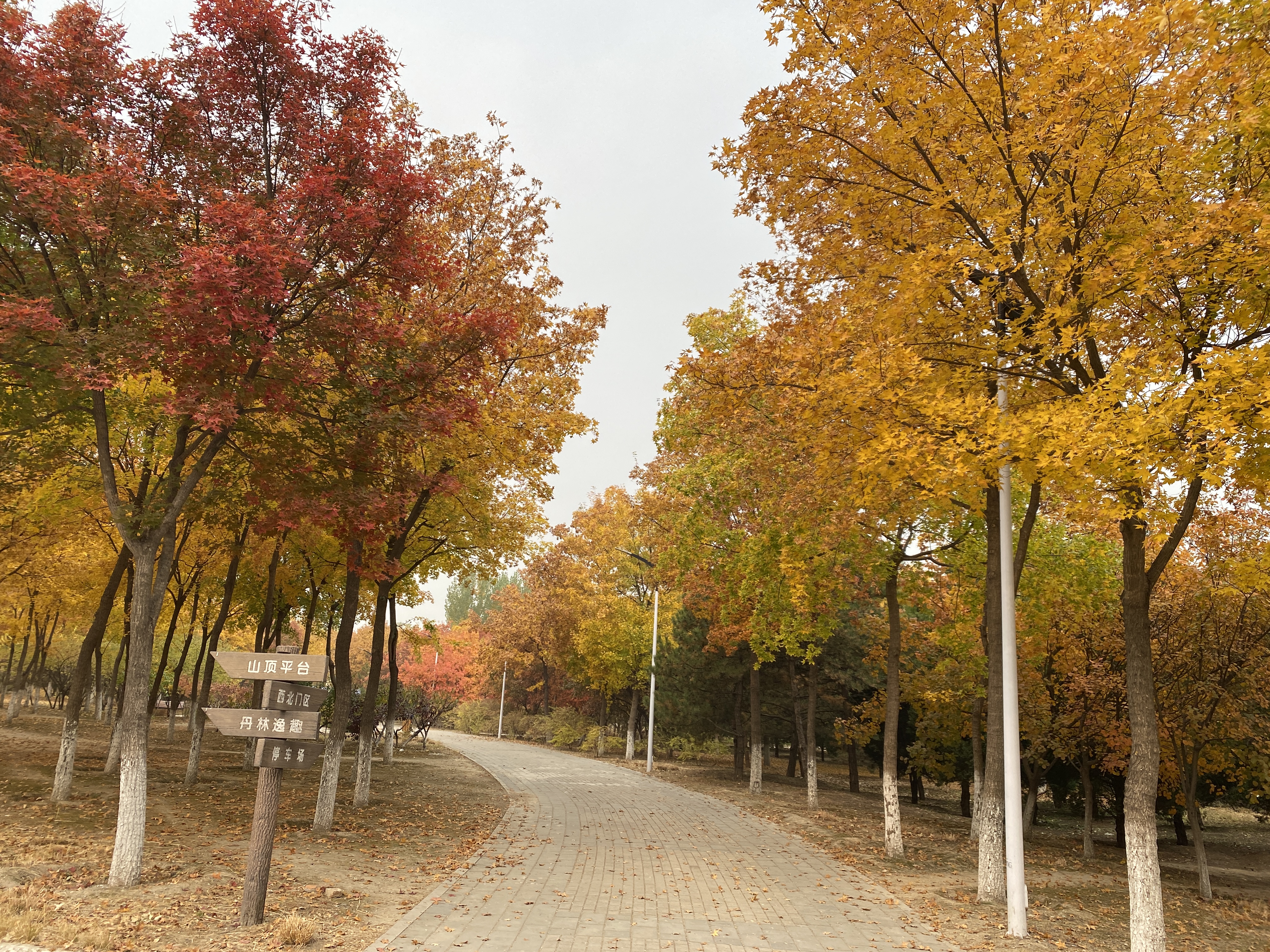 秋天 郊游 景区 金秋 树 树叶 叶子 黄色 红叶