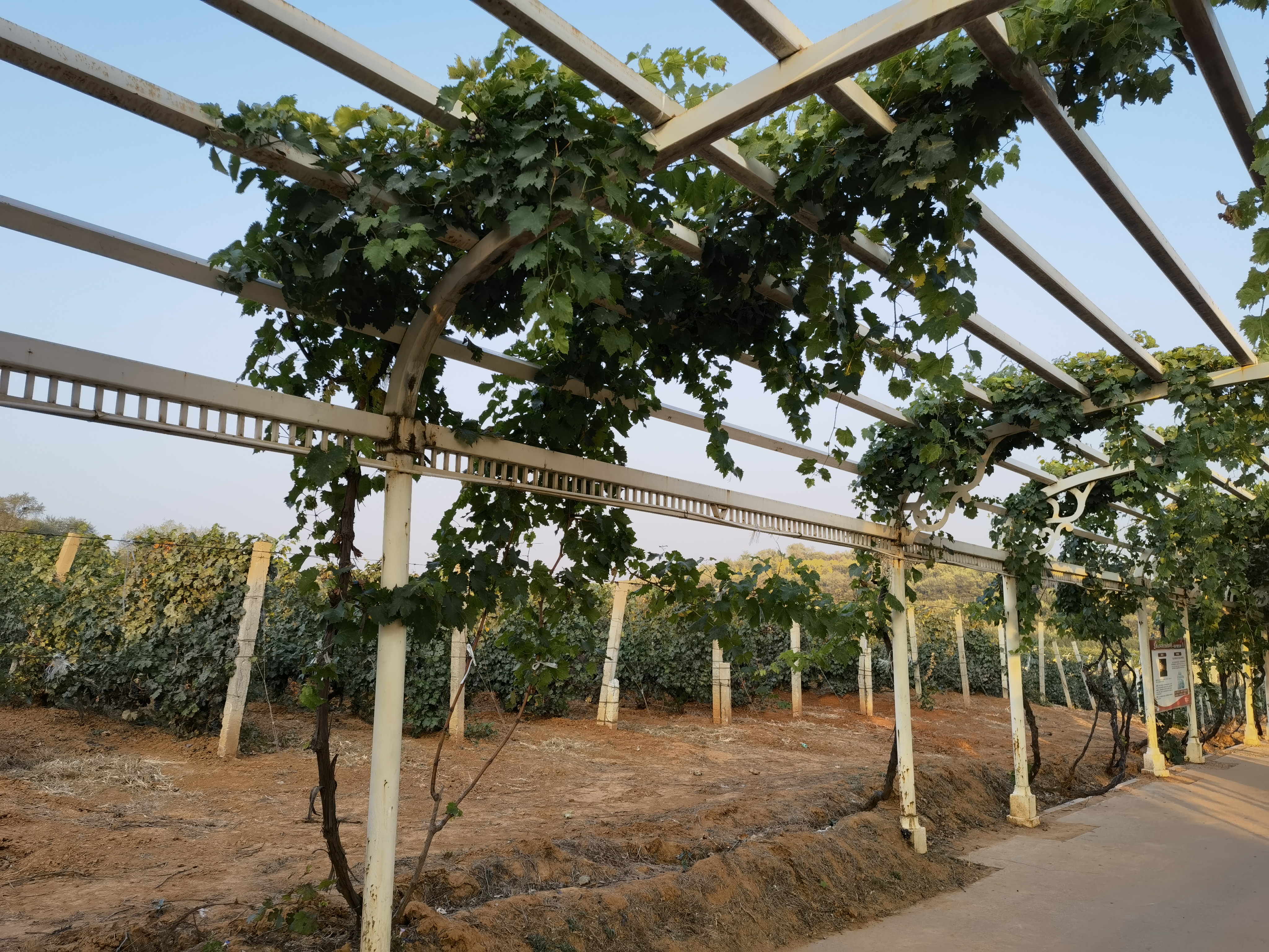 葡萄树 葡萄园 葡萄藤