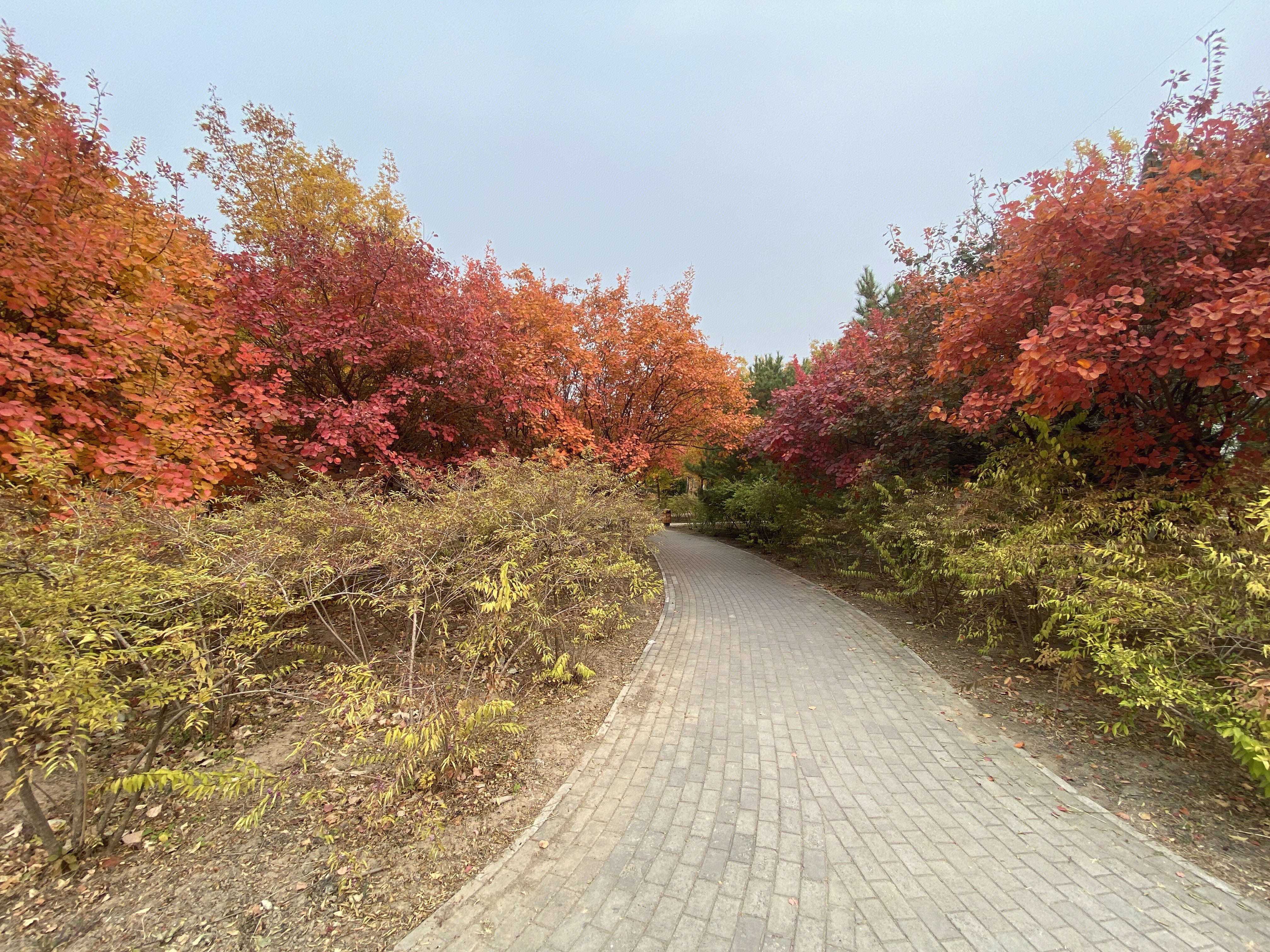 秋天 郊游 景区 金秋 树叶红叶