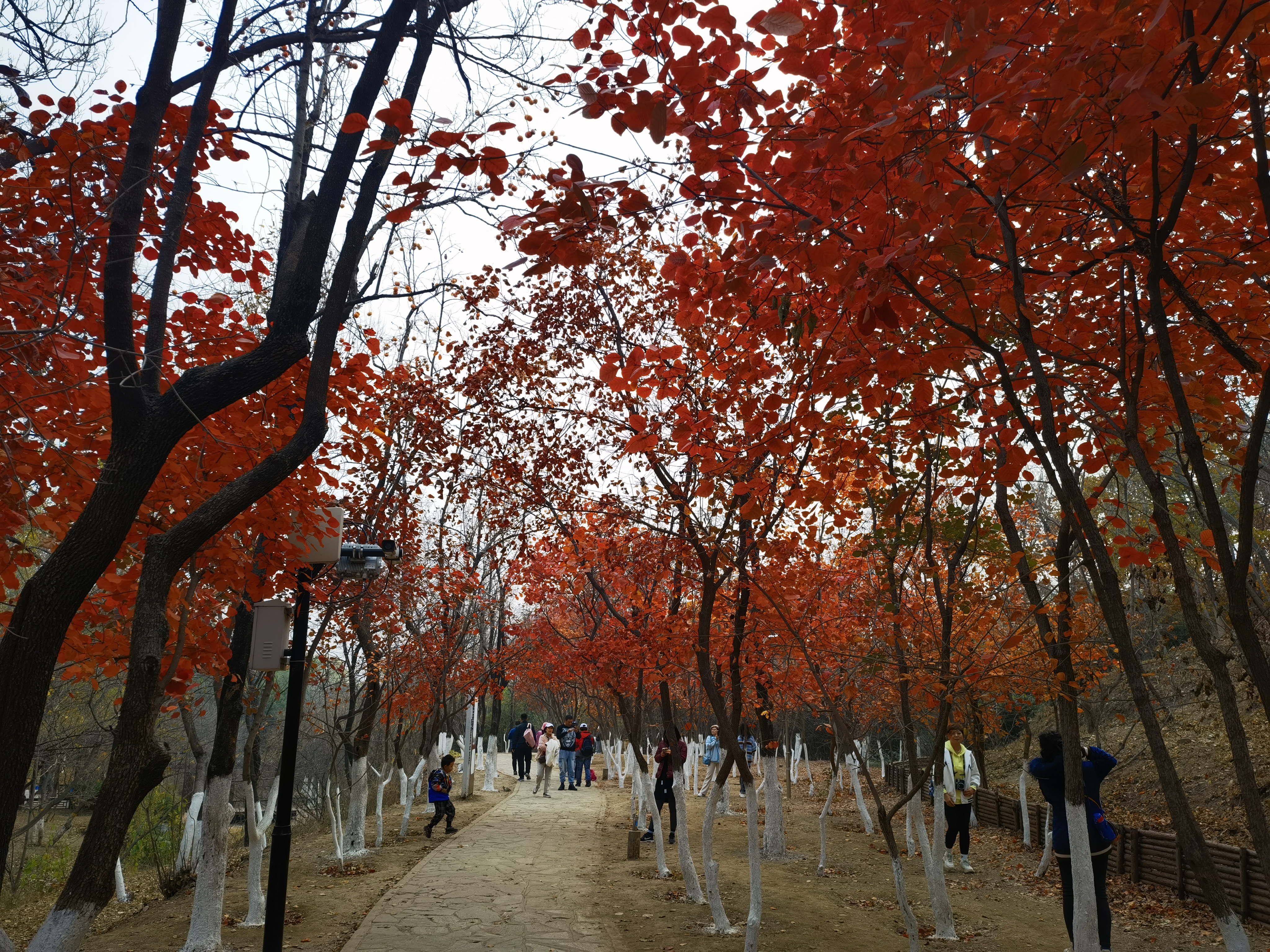 红叶 树林 森林