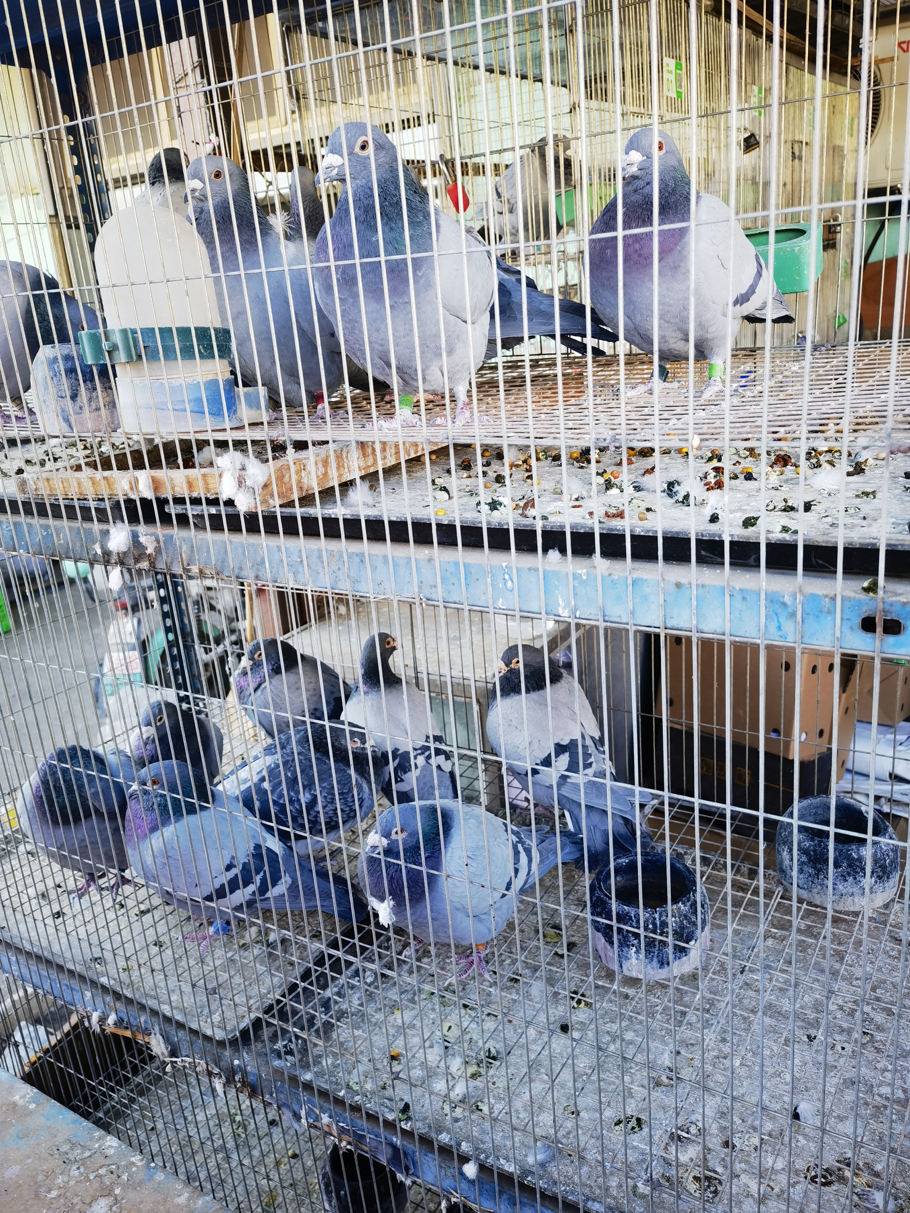 鸽子 信鸽 花鸟鱼虫市场