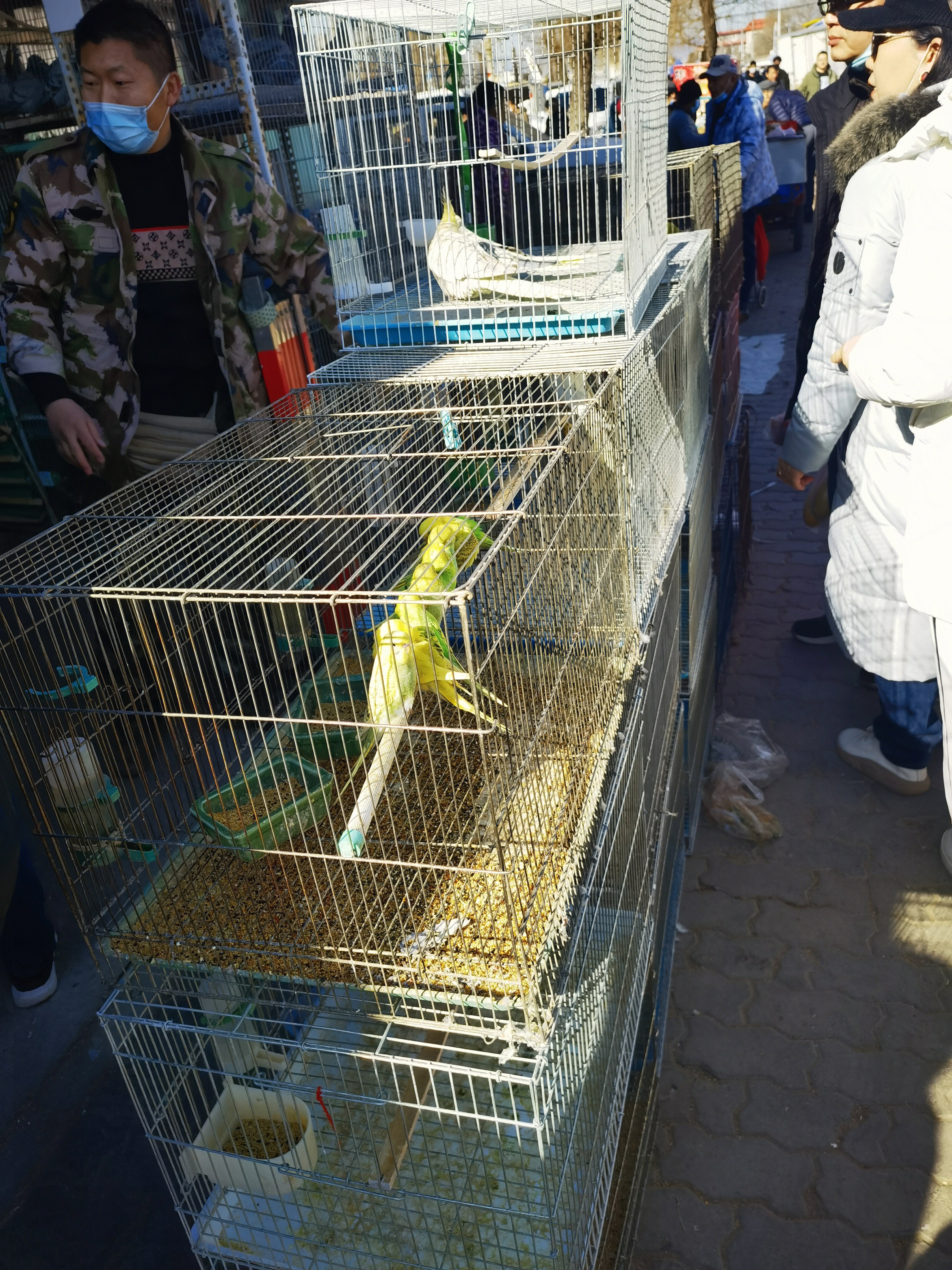 鹦鹉 花鸟鱼虫市场 集市