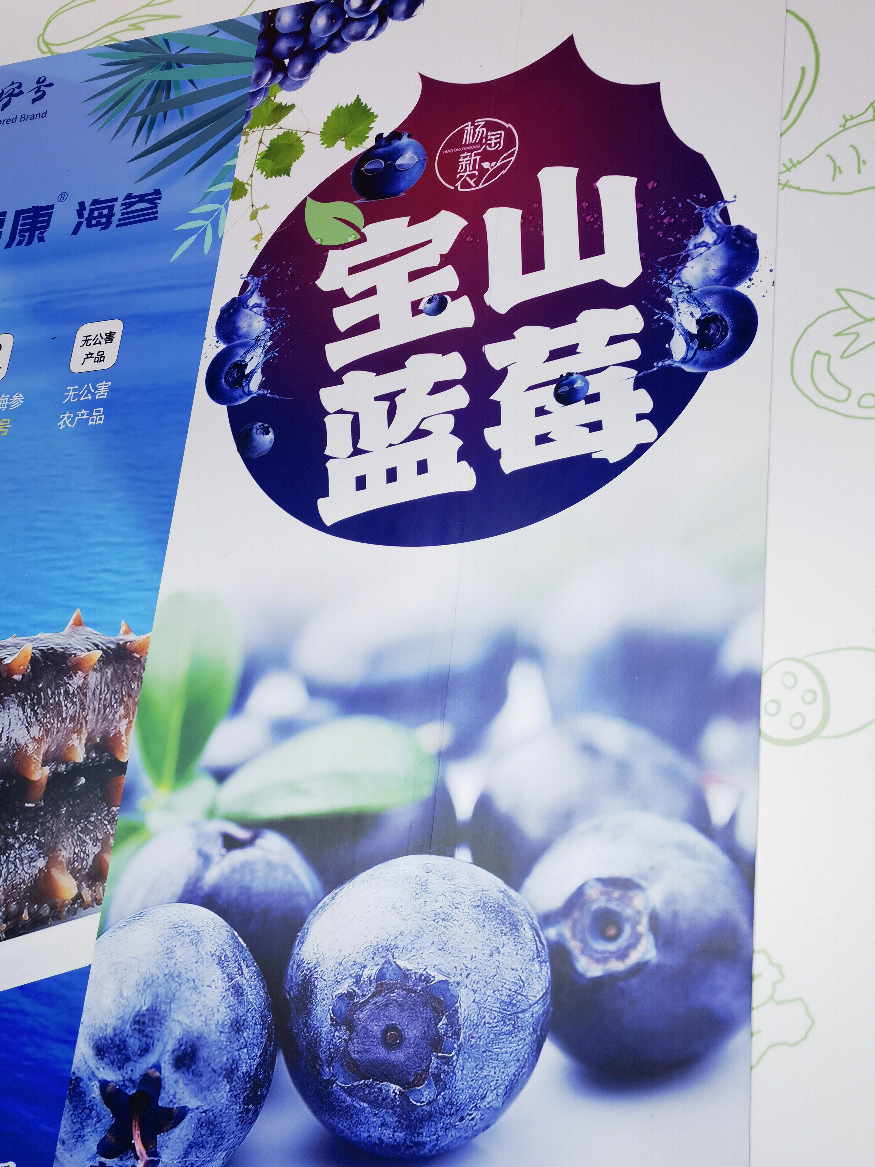 蓝莓 宝山蓝莓 山东