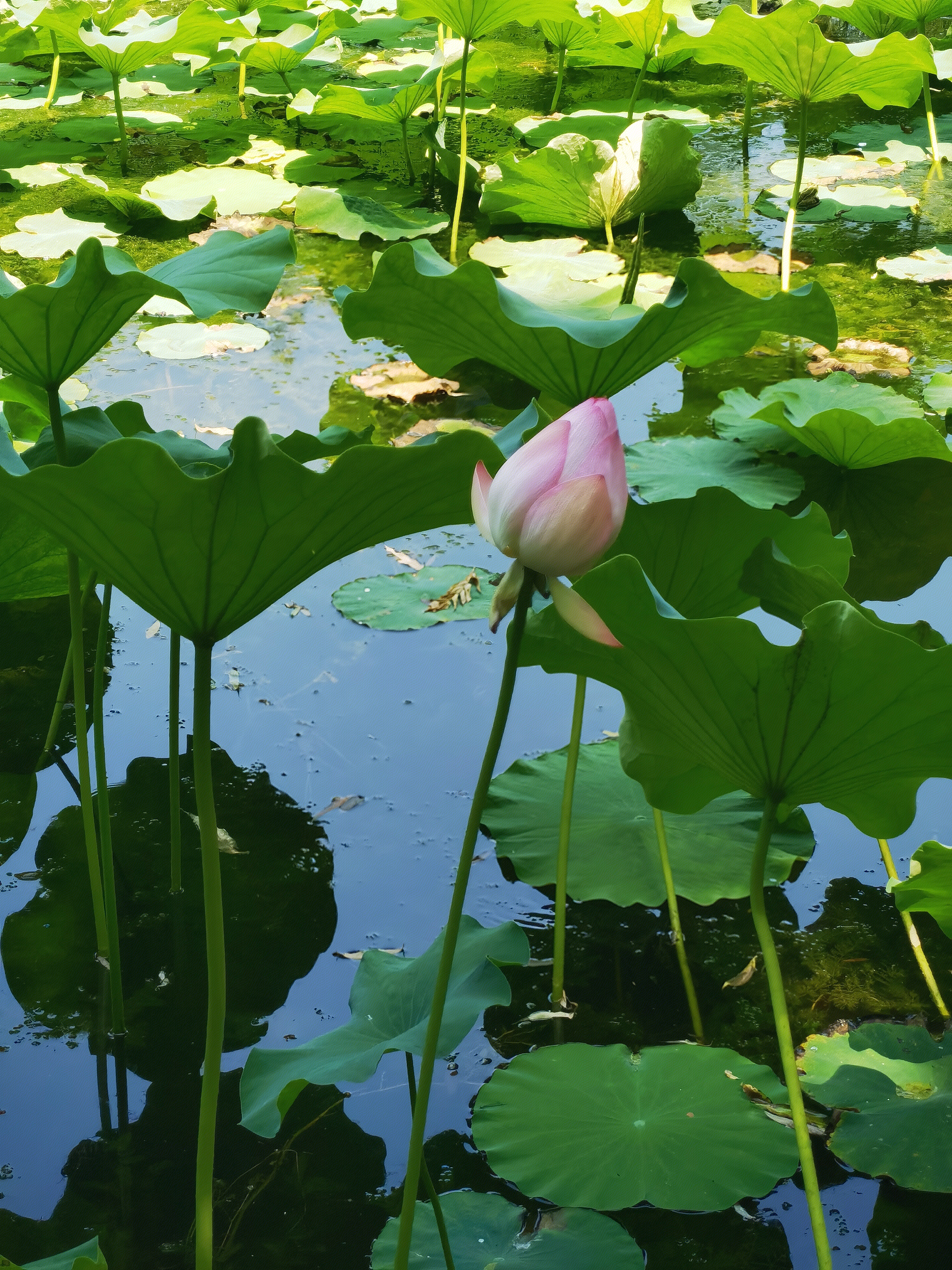 荷花 莲花 荷塘