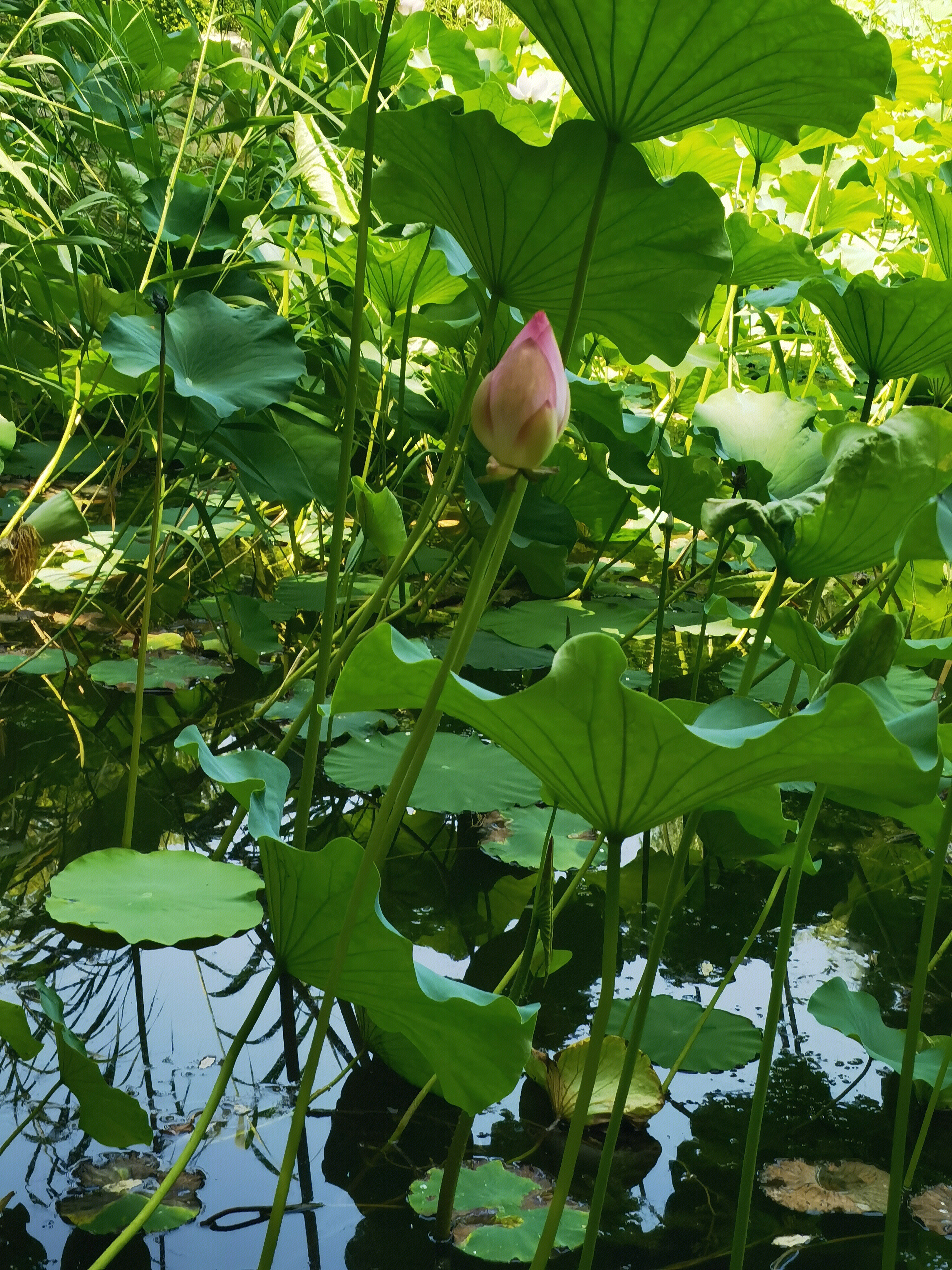 荷花 莲花 荷塘