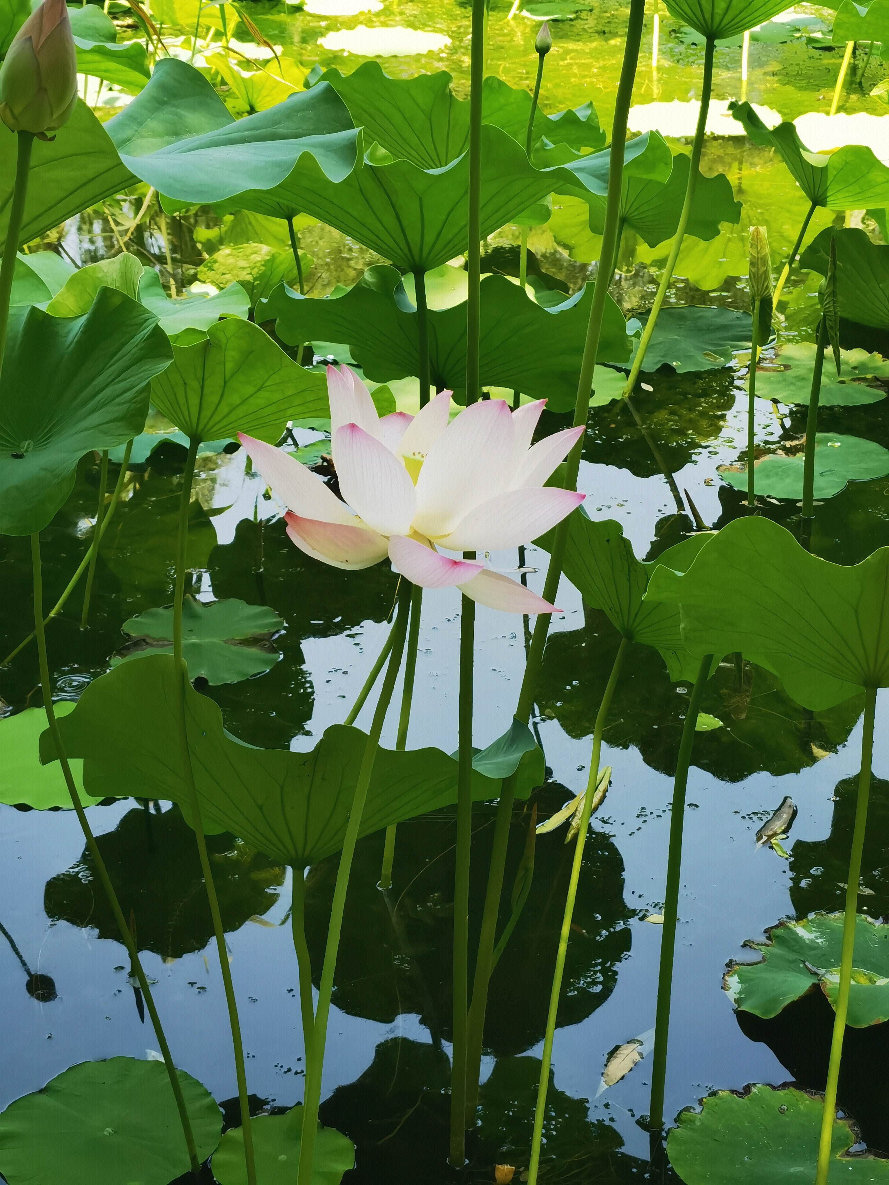 荷花 莲花 荷塘