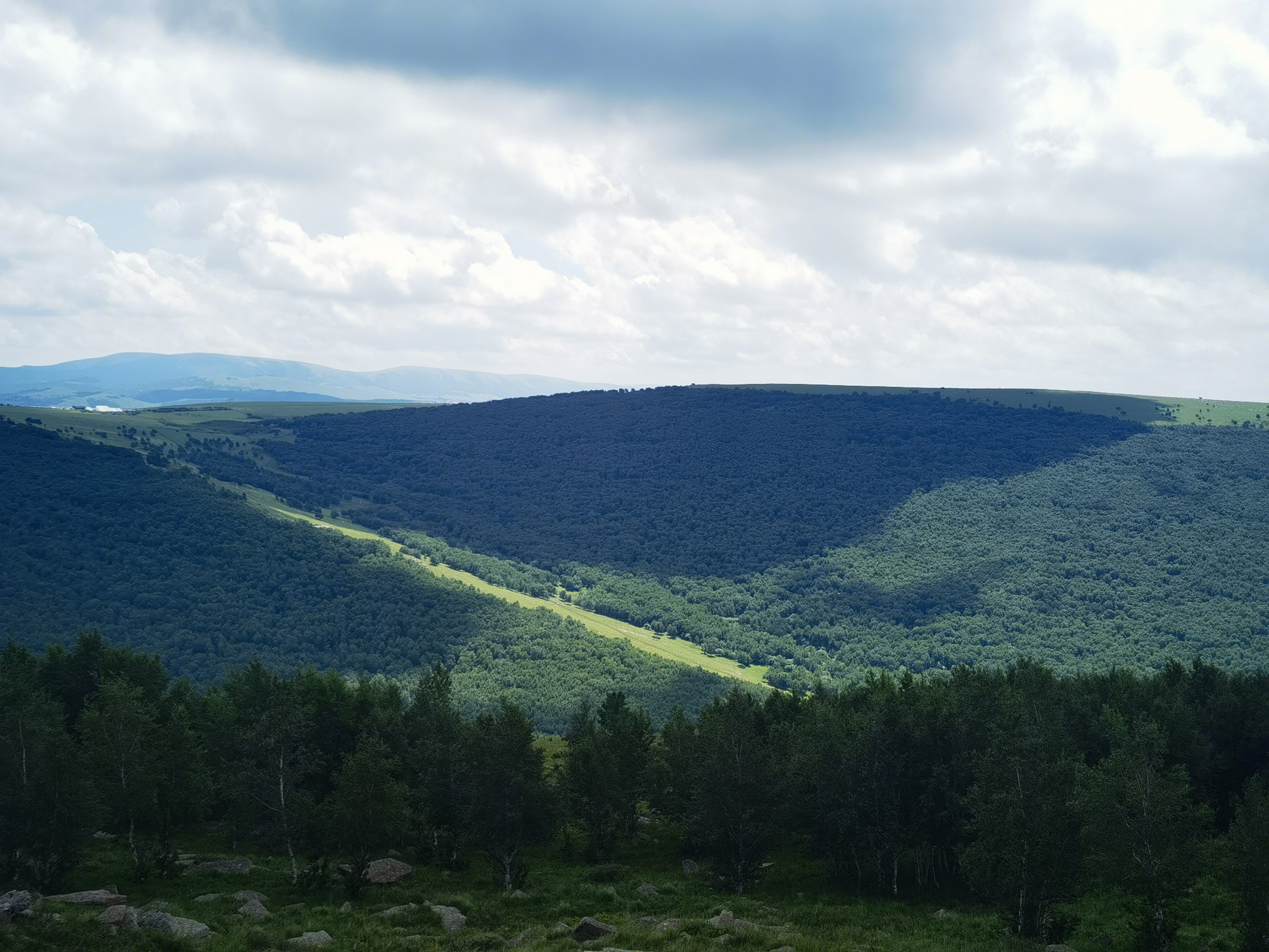 森林 草原 内蒙古