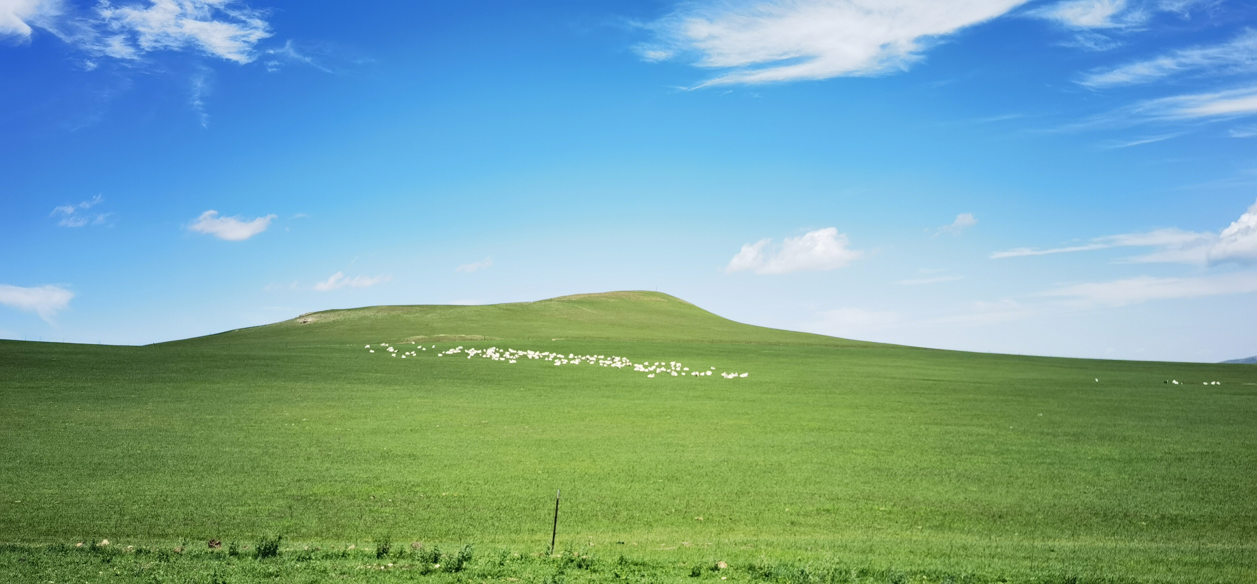 草原 羊群 内蒙古 锡林郭勒