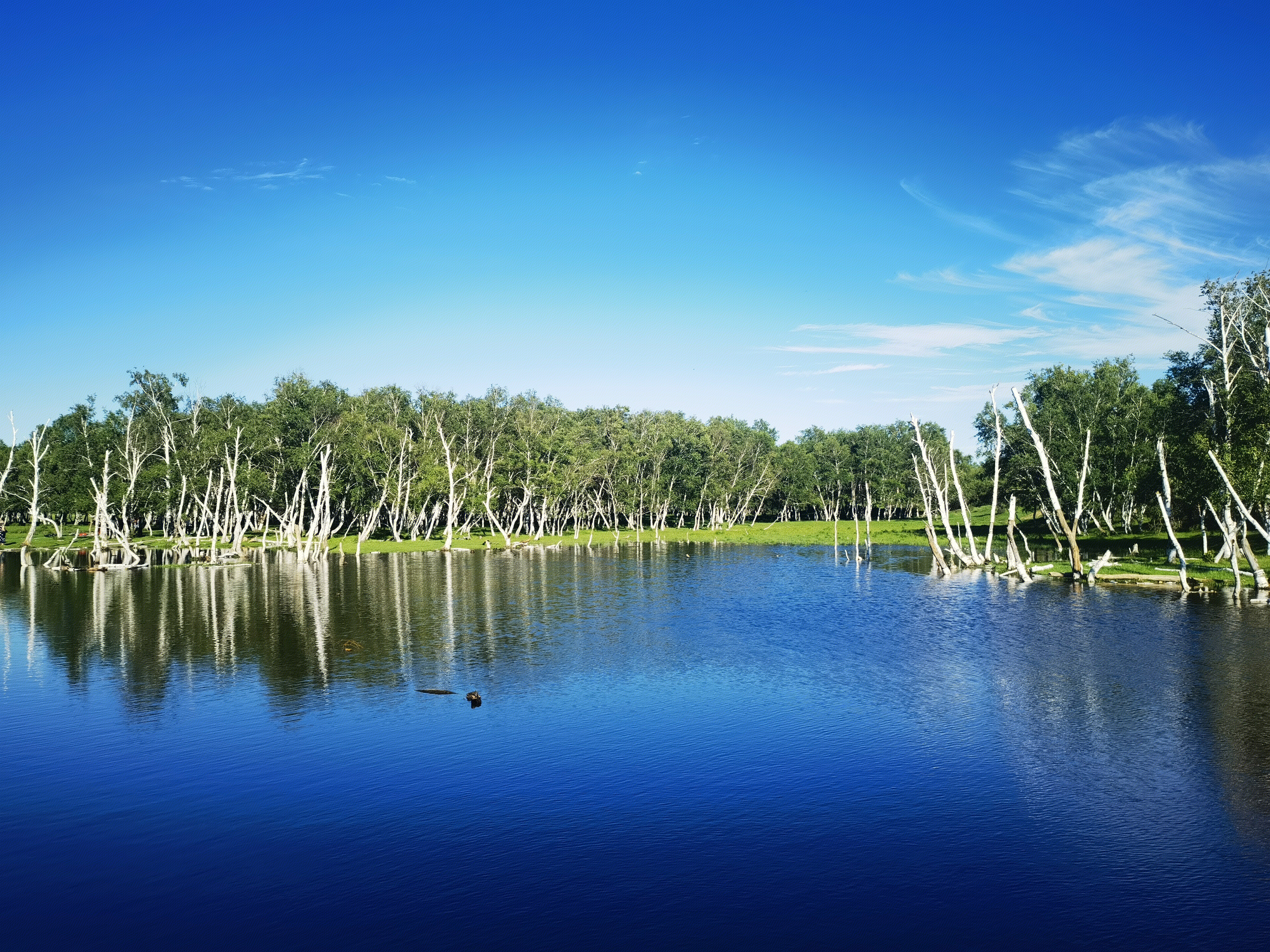 白桦林 迪彦林场 西乌旗 内蒙古 草原 锡林郭勒