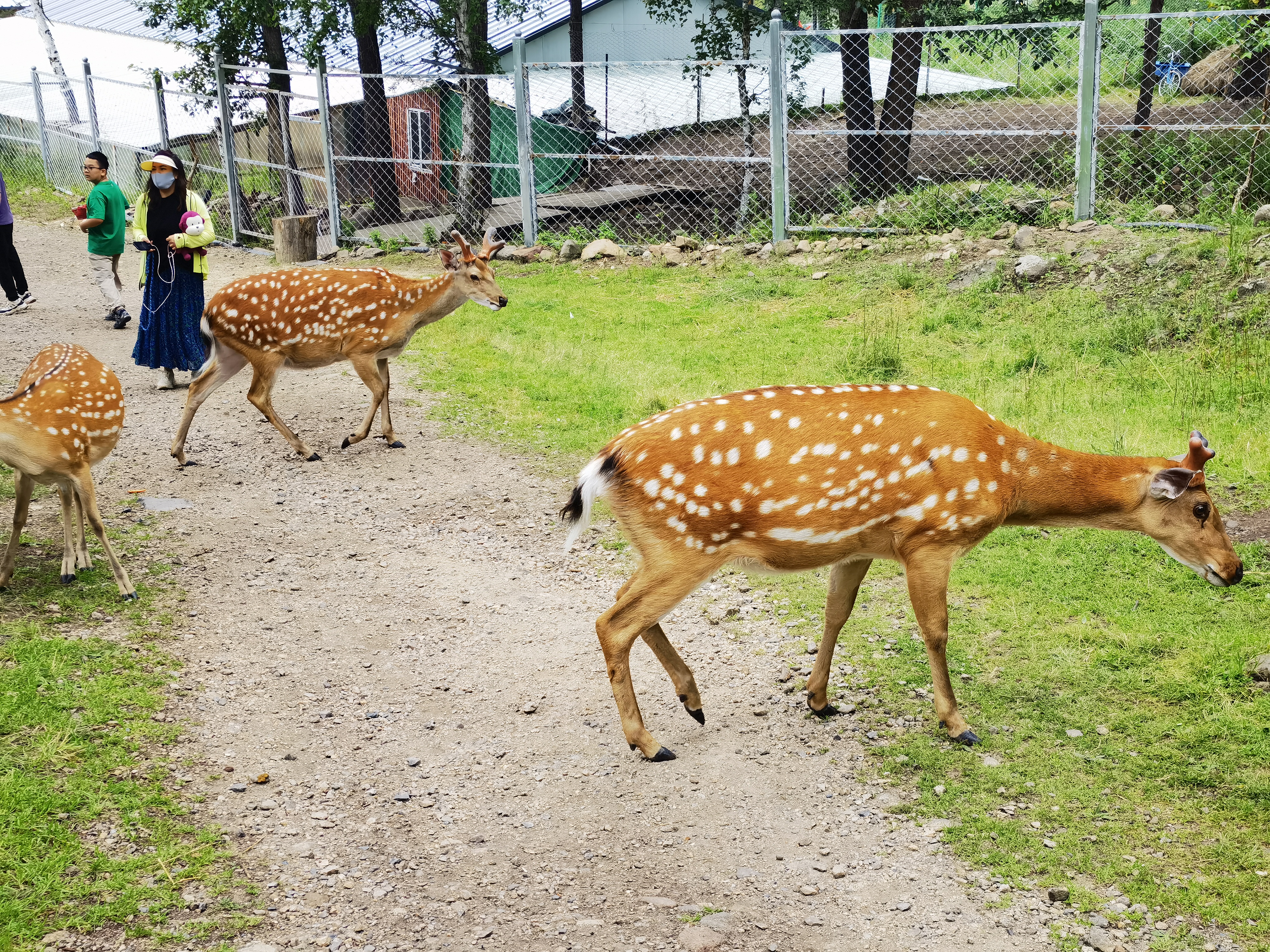 梅花鹿 内蒙古阿尔山市