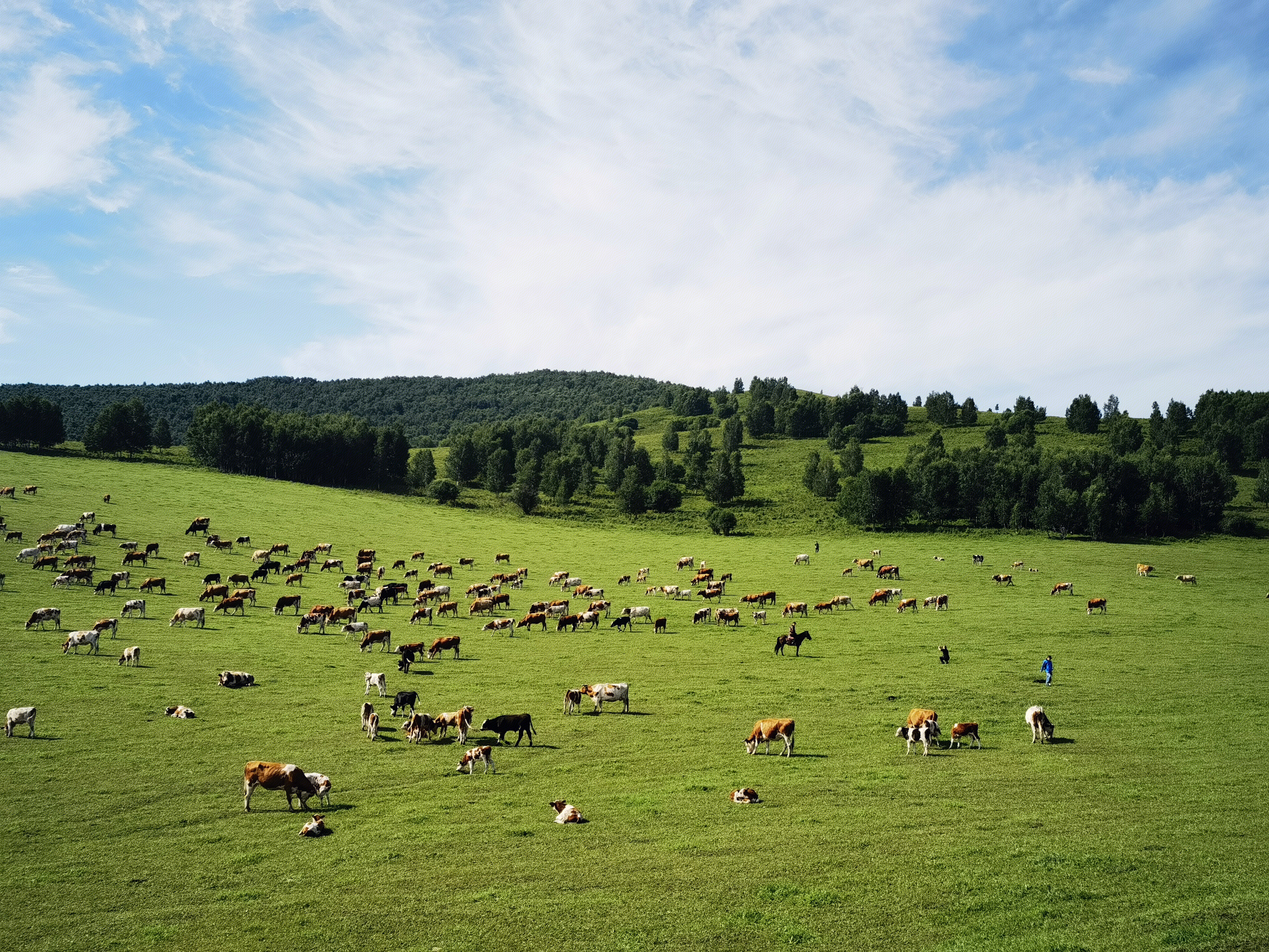 草原 牧场 牛 羊 放牧 内蒙古 呼伦贝尔