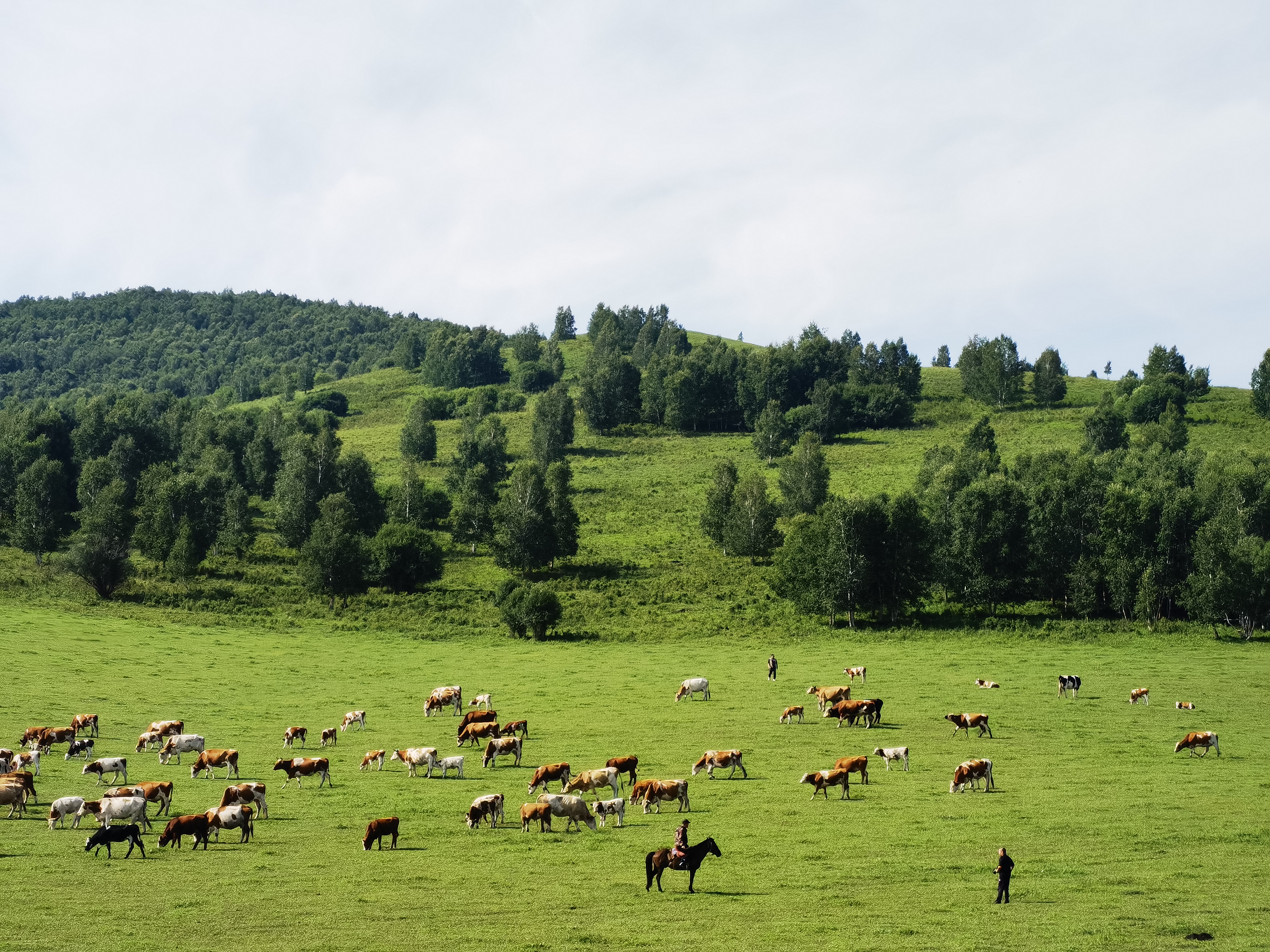 草原 牧场 放牧 牛 羊 内蒙古 呼伦贝尔